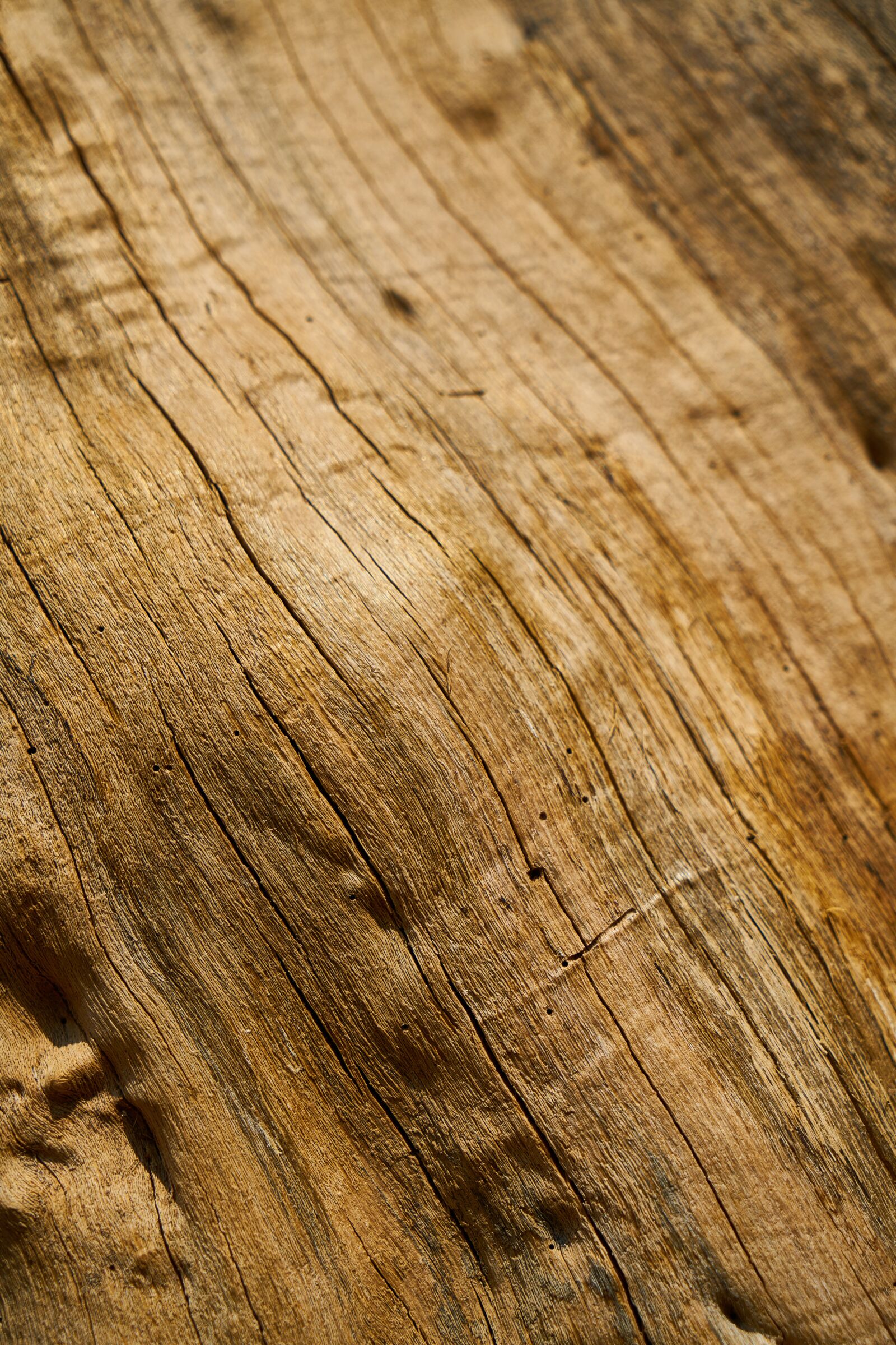 Sony a7R II sample photo. Wood, tree, nature photography