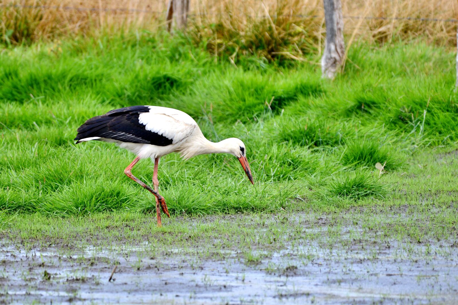 Nikon D600 sample photo. Stork, plumage, beak photography