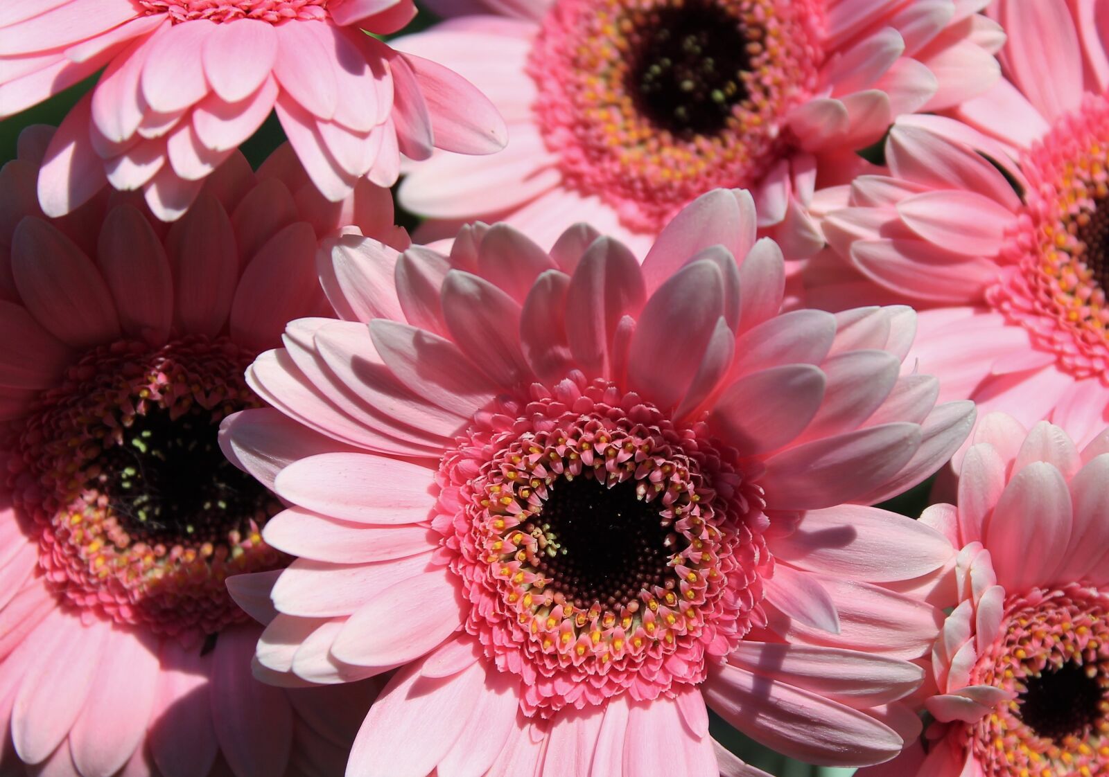 Canon EOS 1100D (EOS Rebel T3 / EOS Kiss X50) sample photo. Gerbera, flowers, blossom photography