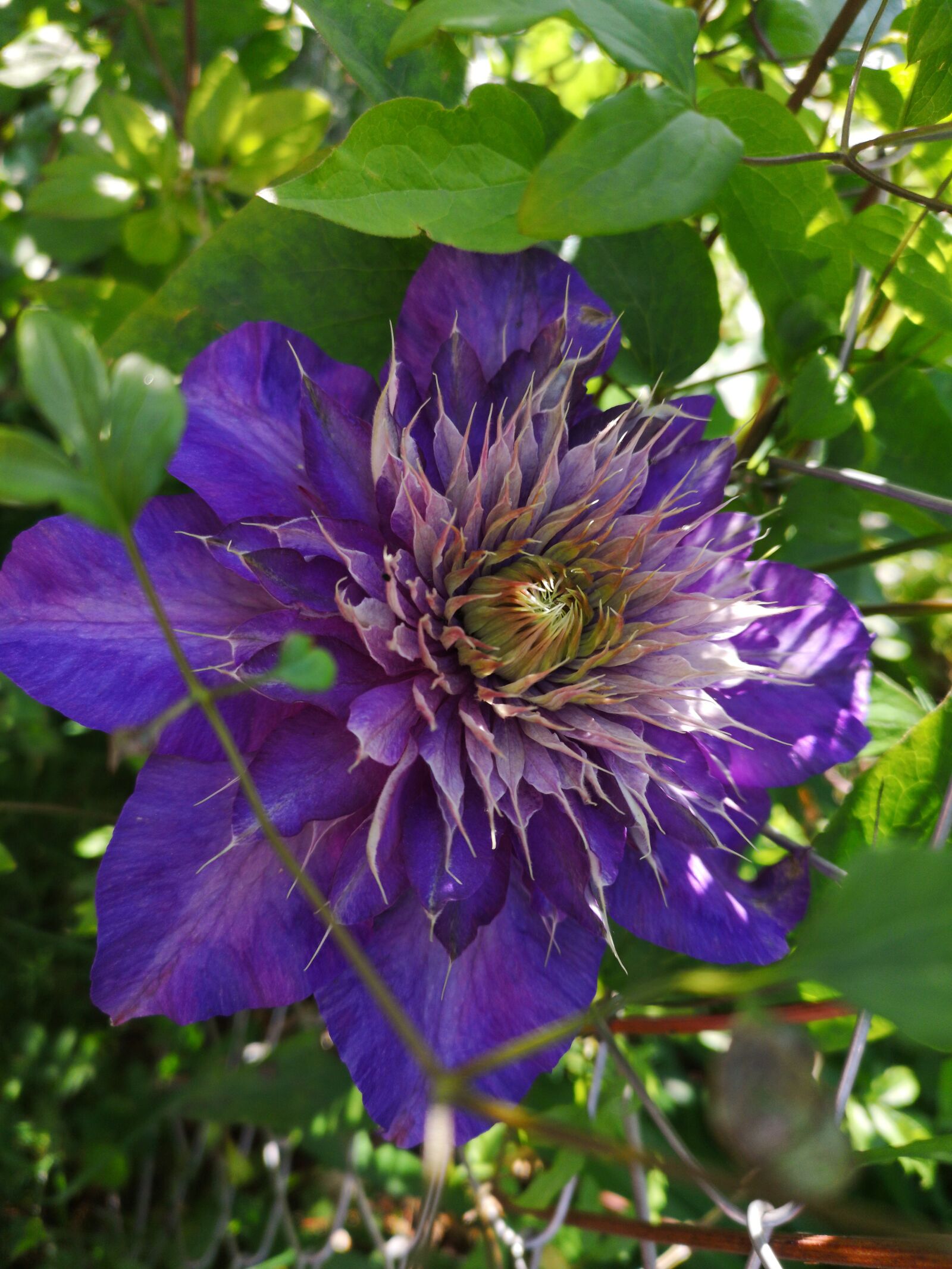 HUAWEI CLT-L29 sample photo. Blossom, bloom, purple photography