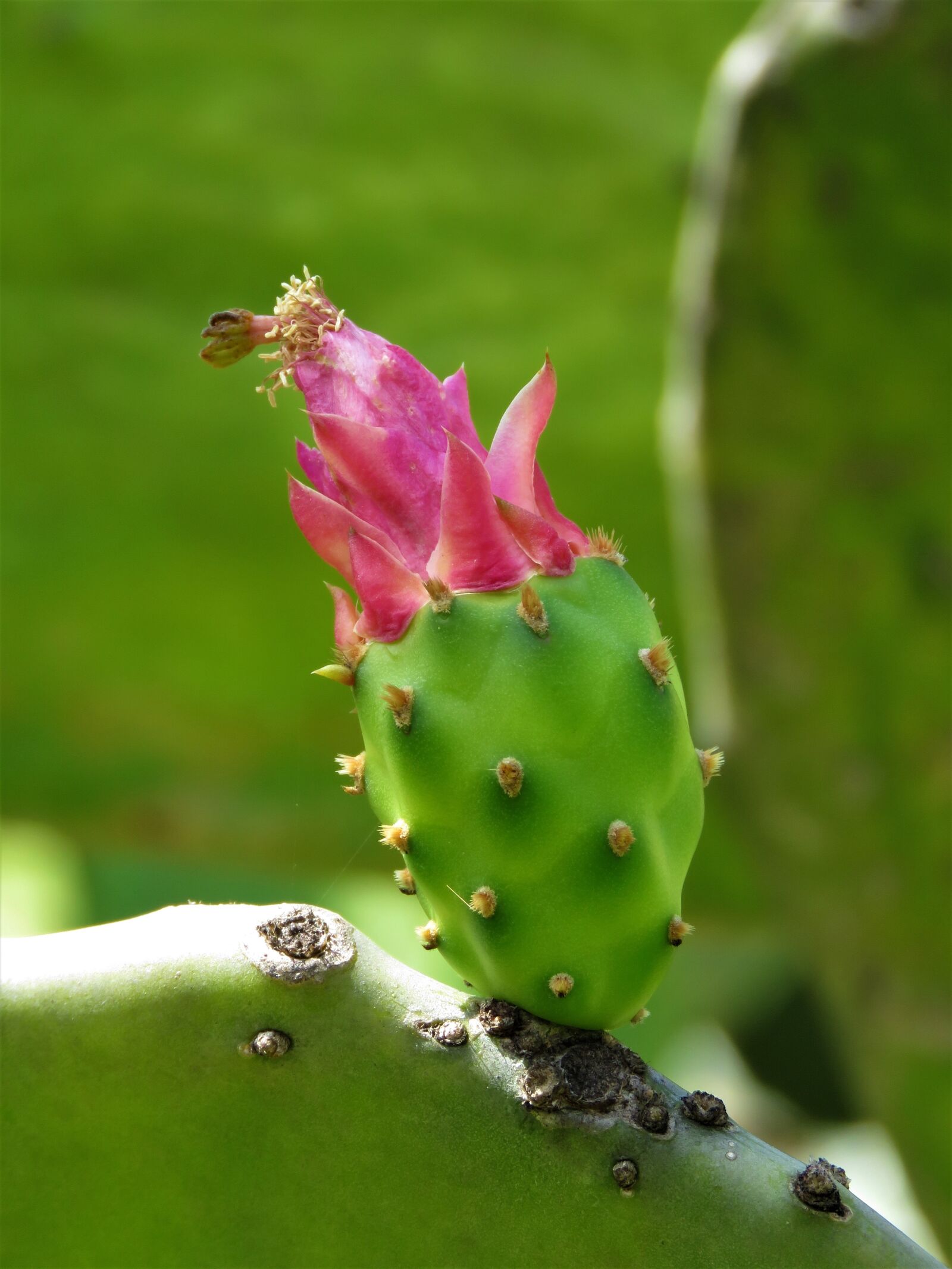Canon PowerShot SX60 HS sample photo. Cactus flower, pink flower photography