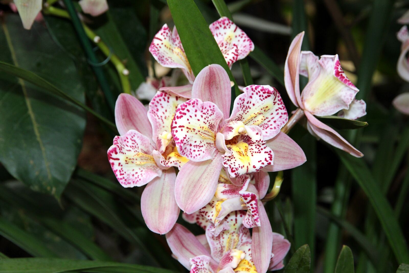 Canon EOS 650D (EOS Rebel T4i / EOS Kiss X6i) sample photo. Orchid, flower, plant photography