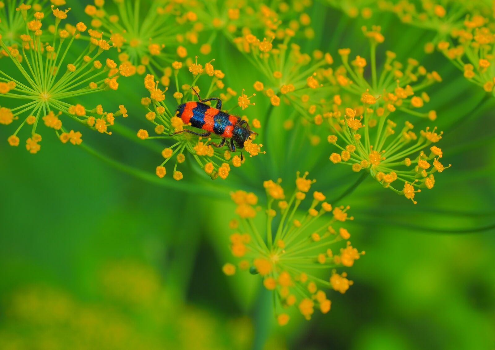 Olympus OM-D E-M5 II + Olympus M.Zuiko Digital ED 12-40mm F2.8 Pro sample photo. Nature, flower, plant photography