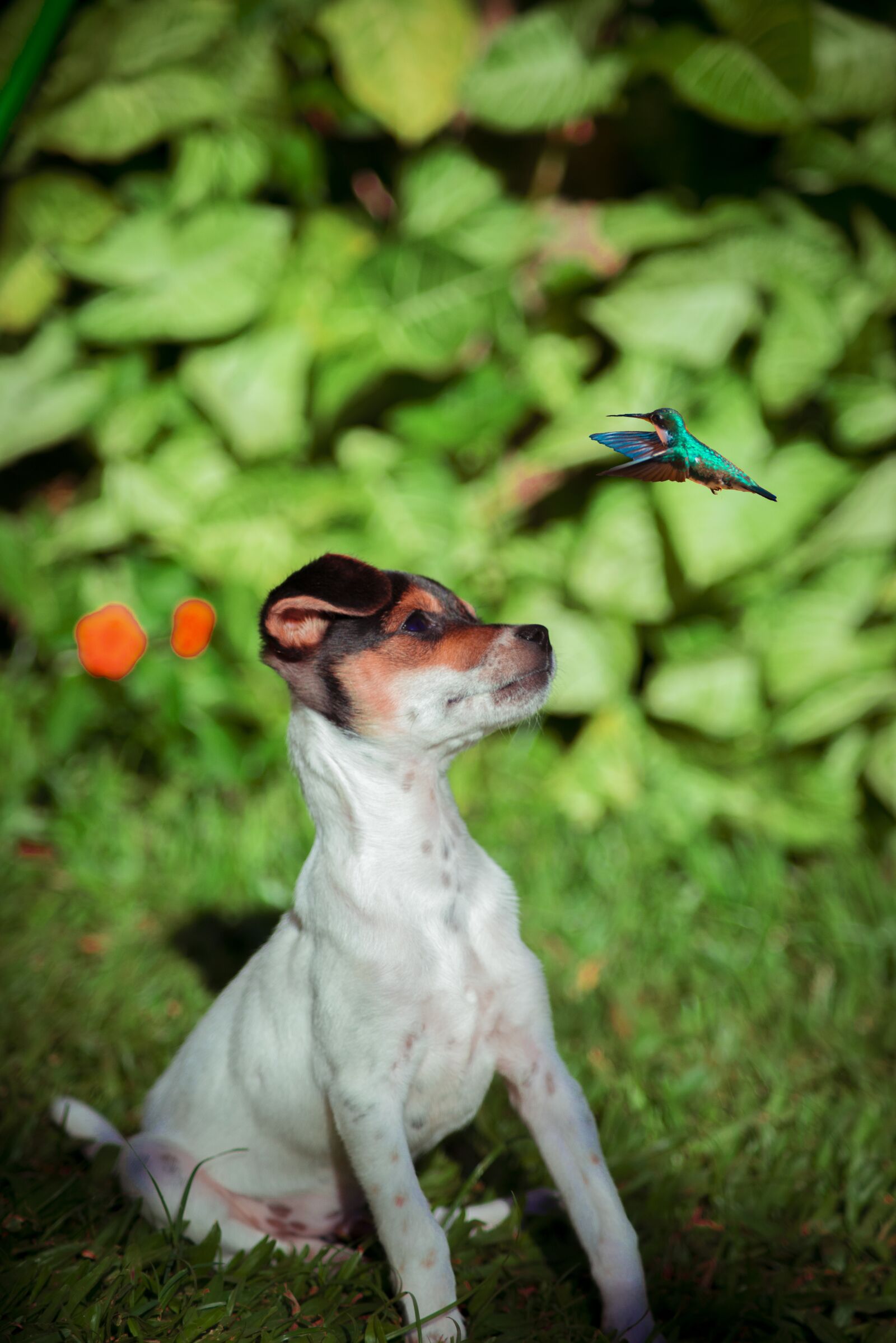 Nikon D610 sample photo. Dog, pets, animals photography