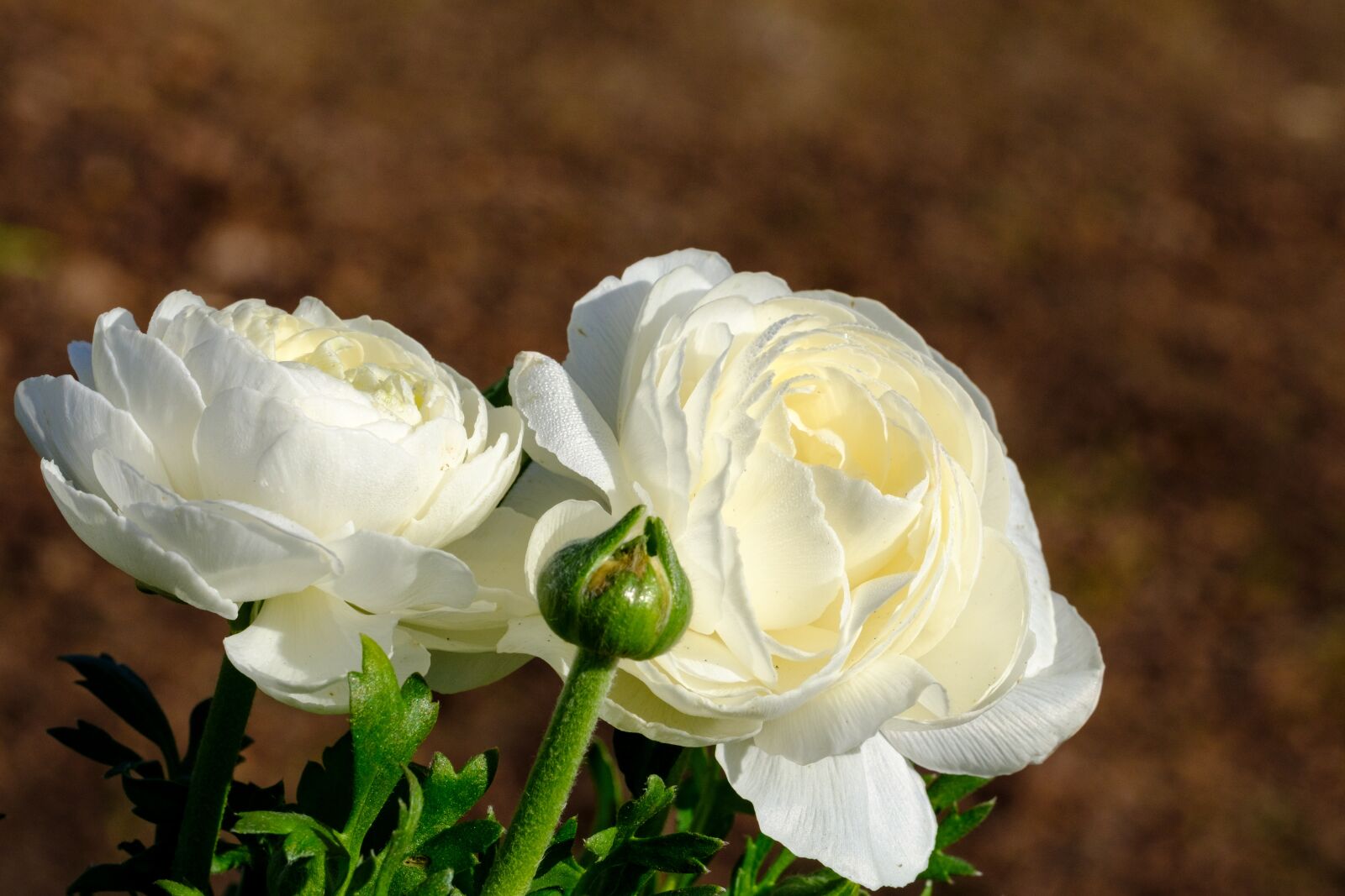 Fujifilm X-T2 + Fujifilm XF 80mm F2.8 R LM OIS WR Macro sample photo. Buttercup, ranunculus, blossom photography