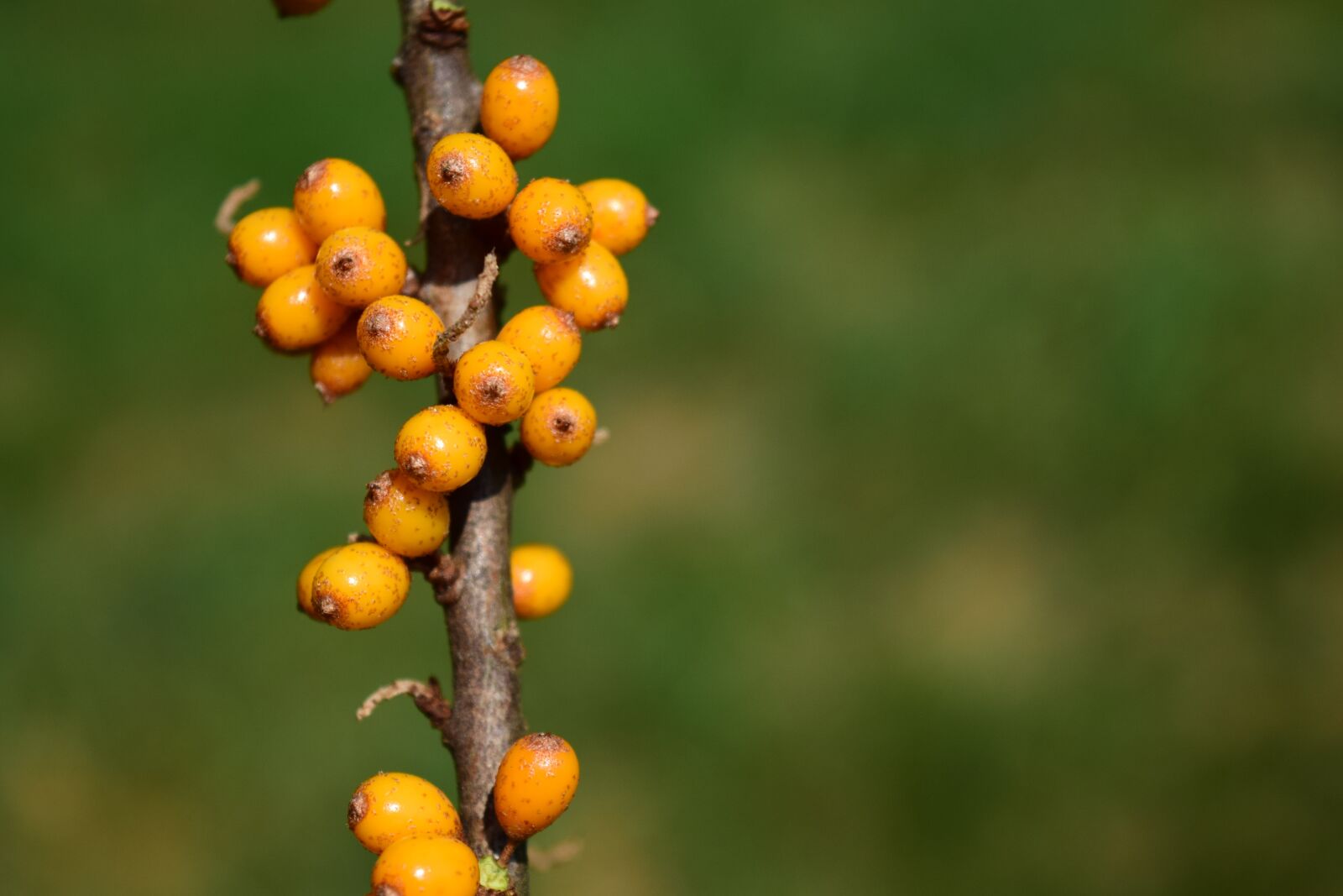 Nikon D3300 sample photo. Berries, rowanberries, orange photography