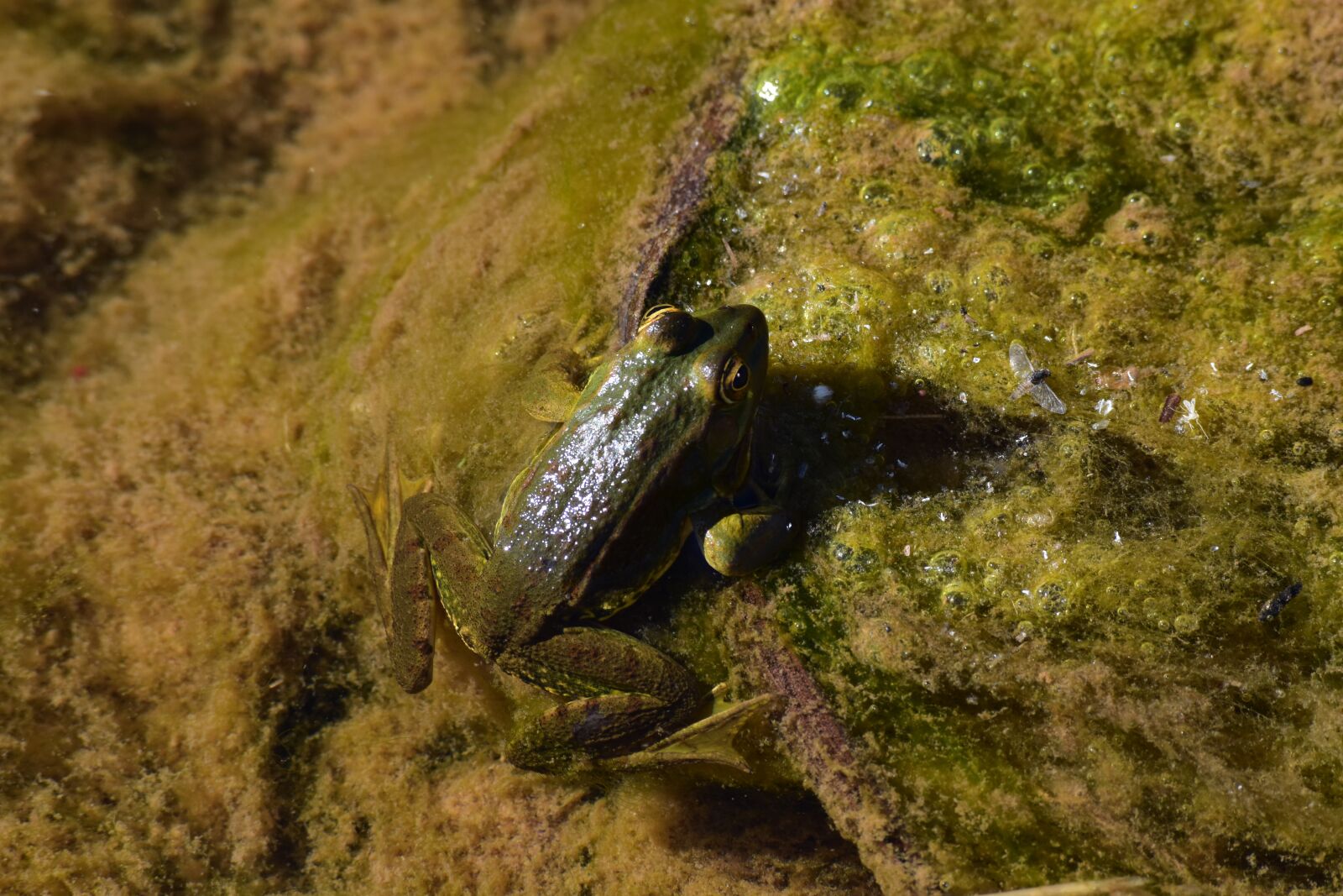 Nikon D5500 sample photo. Fauna, frog, nature photography
