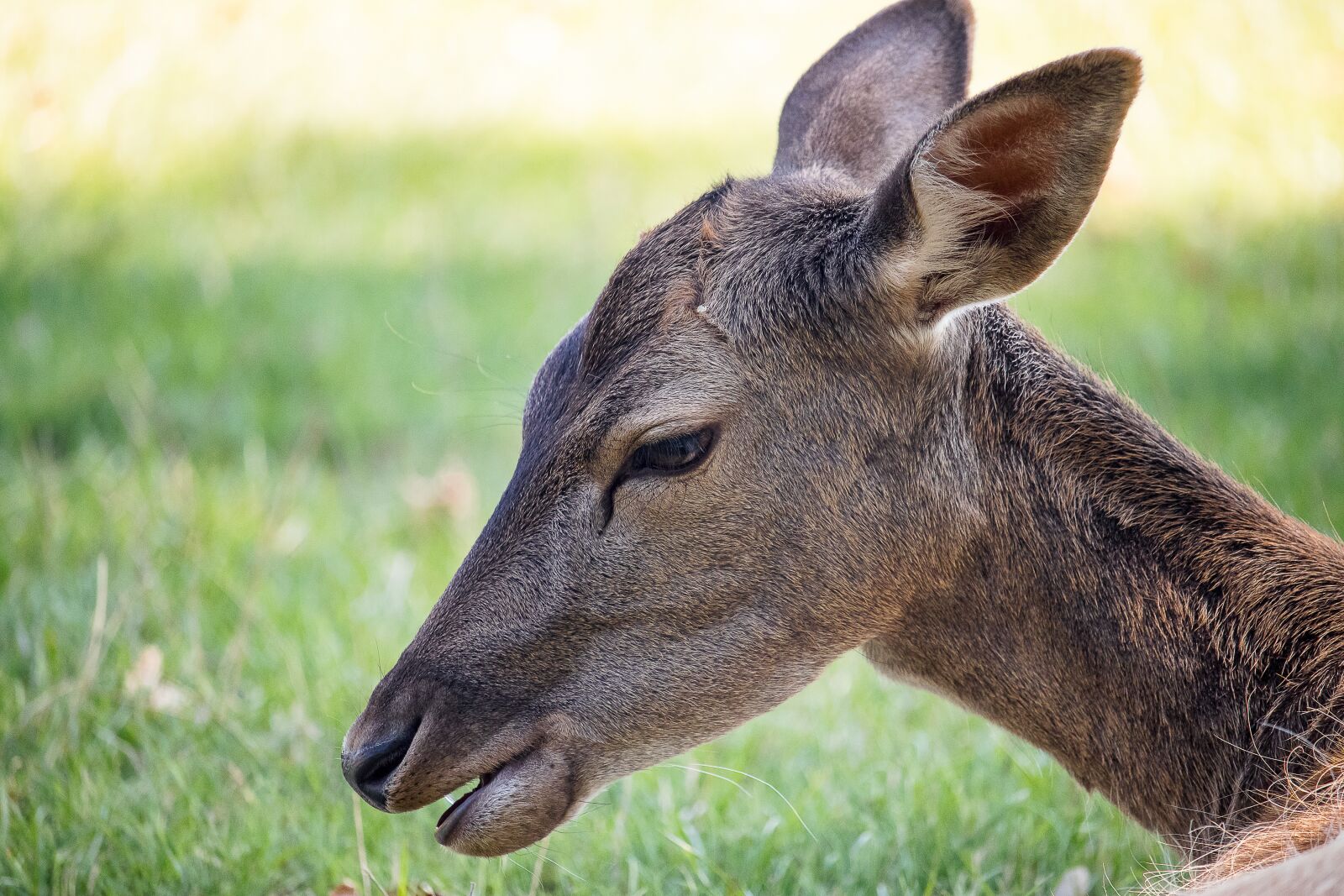 Canon EF-S 55-250mm F4-5.6 IS STM sample photo. Roe deer, fallow deer photography