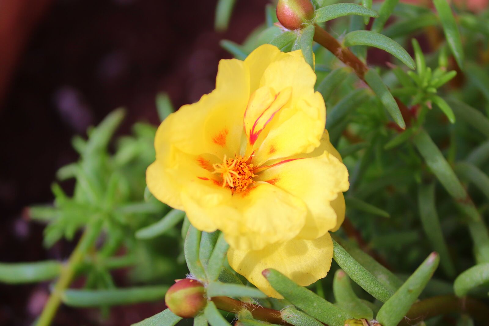Canon EOS 200D (EOS Rebel SL2 / EOS Kiss X9) sample photo. Portulaca grandiflora, portulak, flower photography