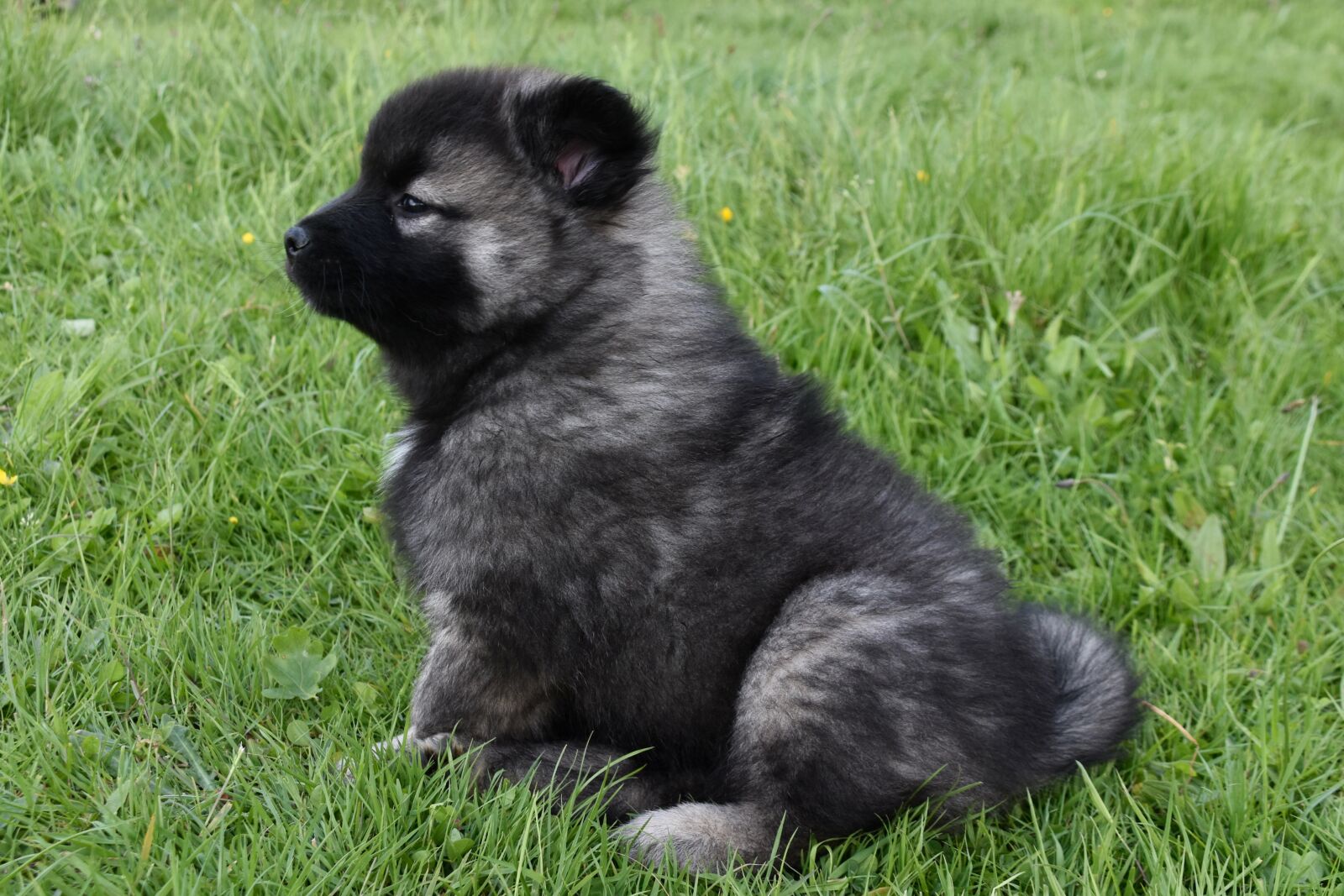 Nikon D5600 sample photo. Dog, puppy, pup photography