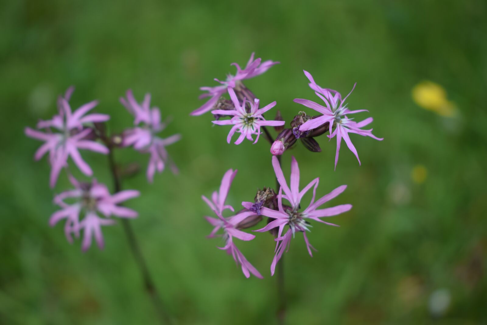 Nikon D3300 sample photo. Wildflowers, purple, grass photography
