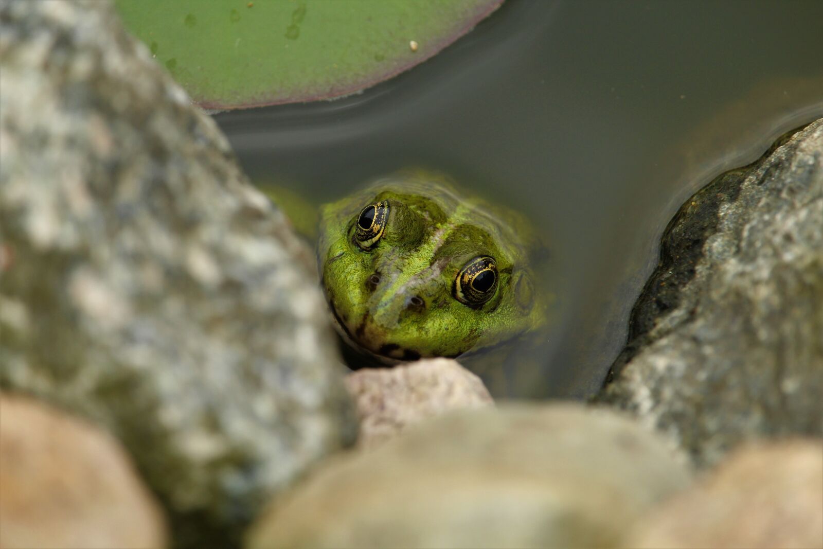 Canon EOS 1200D (EOS Rebel T5 / EOS Kiss X70 / EOS Hi) sample photo. Frog, frog pond, animal photography