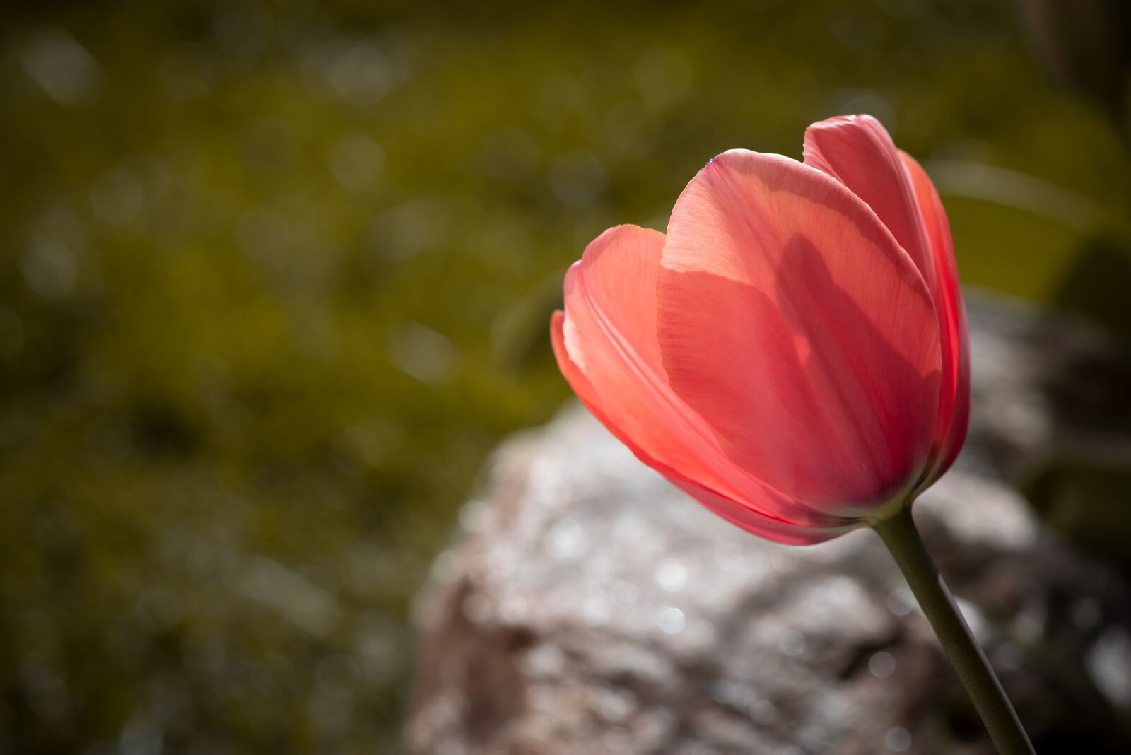 Nikon D750 sample photo. Tulip, flower, blossom photography