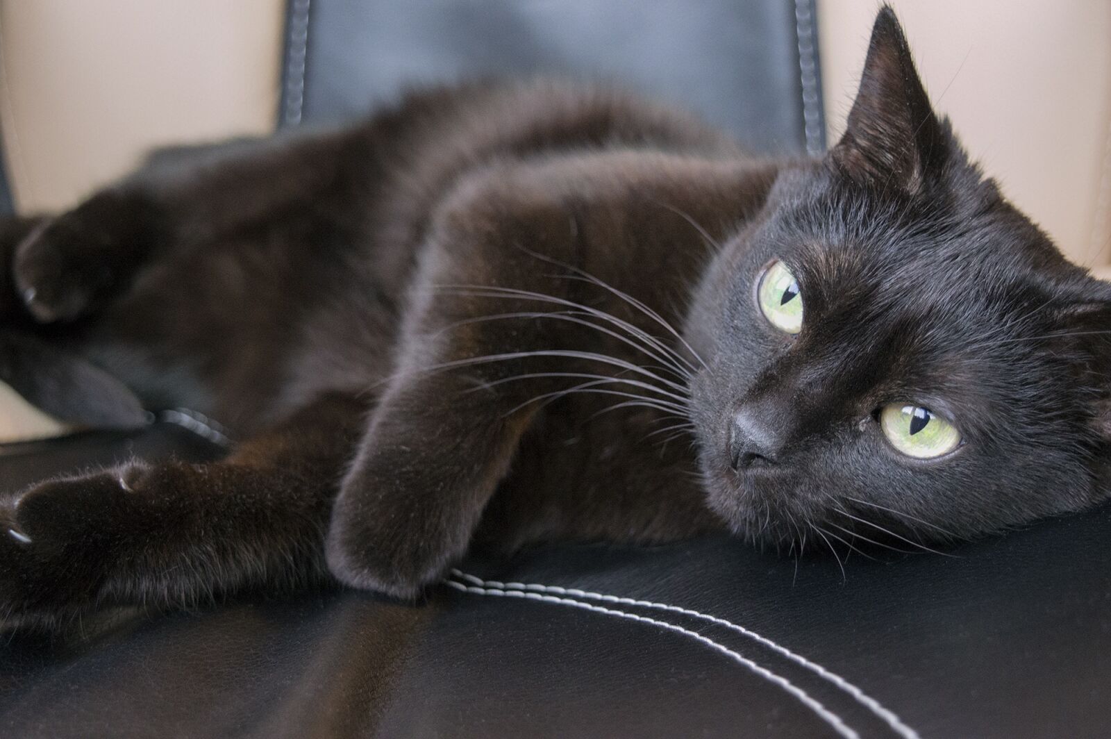 Nikon D3200 sample photo. Black cat, pet, muzzle photography