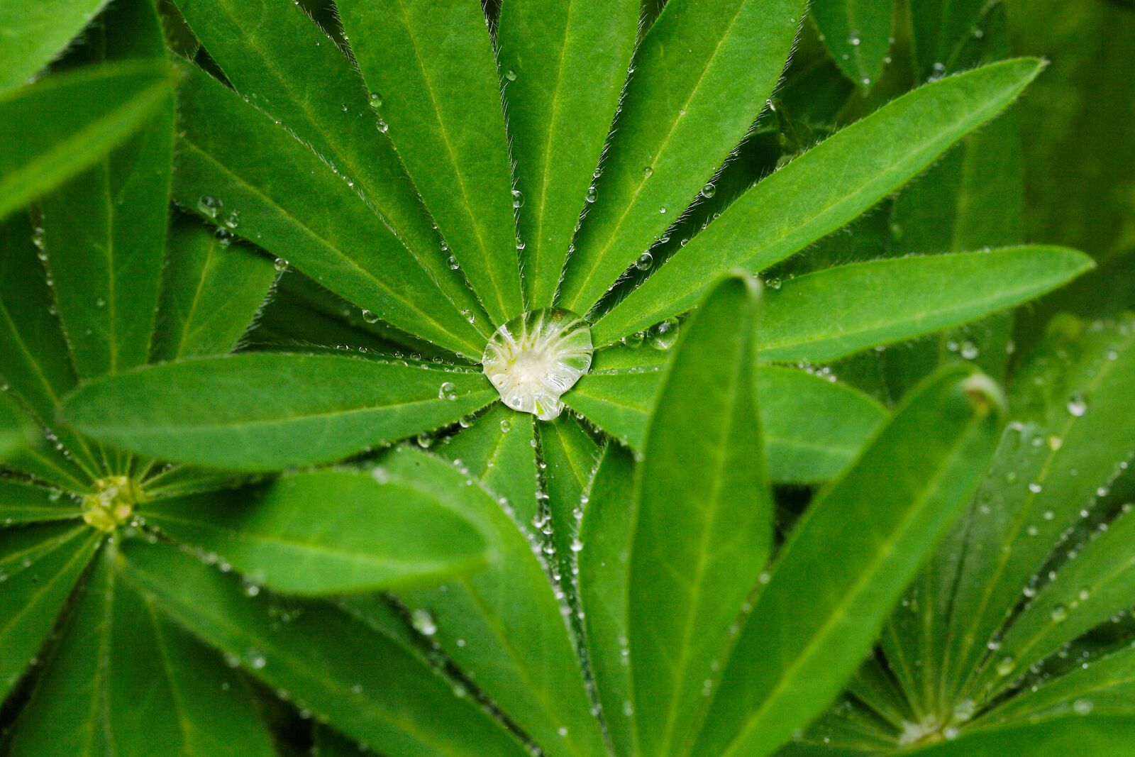 Canon EOS 5D sample photo. Leaf, plant, nature photography