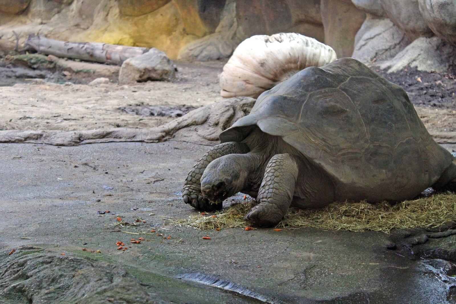 Canon EOS 1200D (EOS Rebel T5 / EOS Kiss X70 / EOS Hi) sample photo. Turtle, animal, animals photography