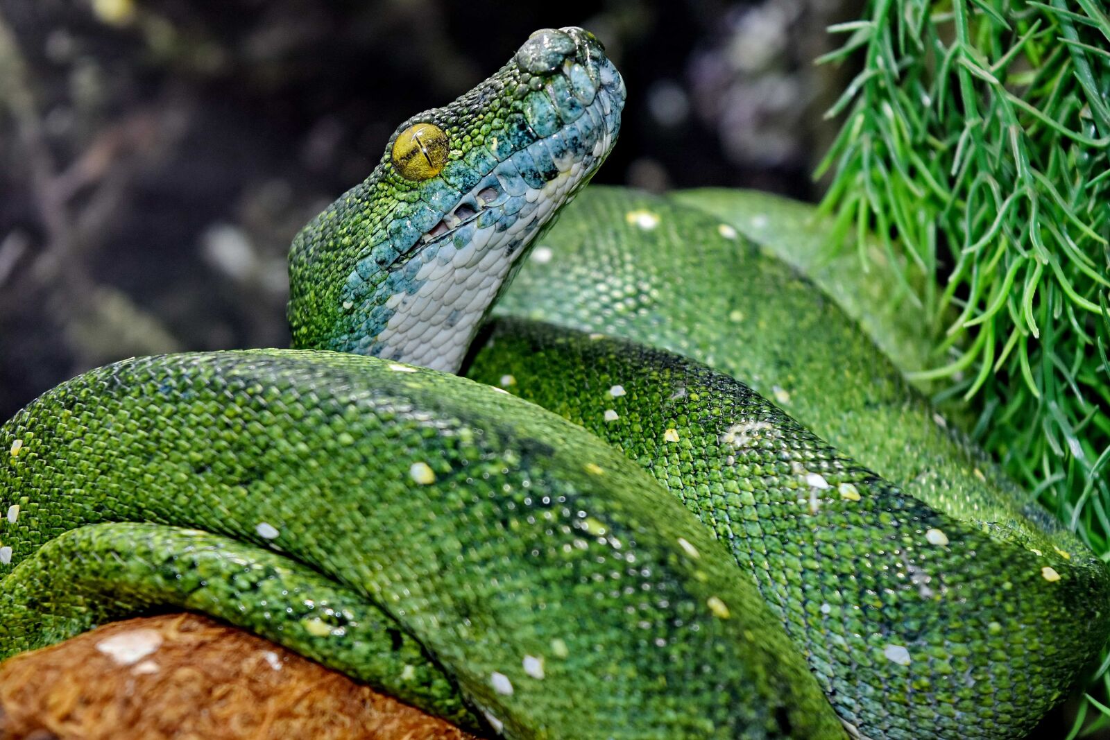 Nikon D5500 sample photo. Exotic, green snake, python photography