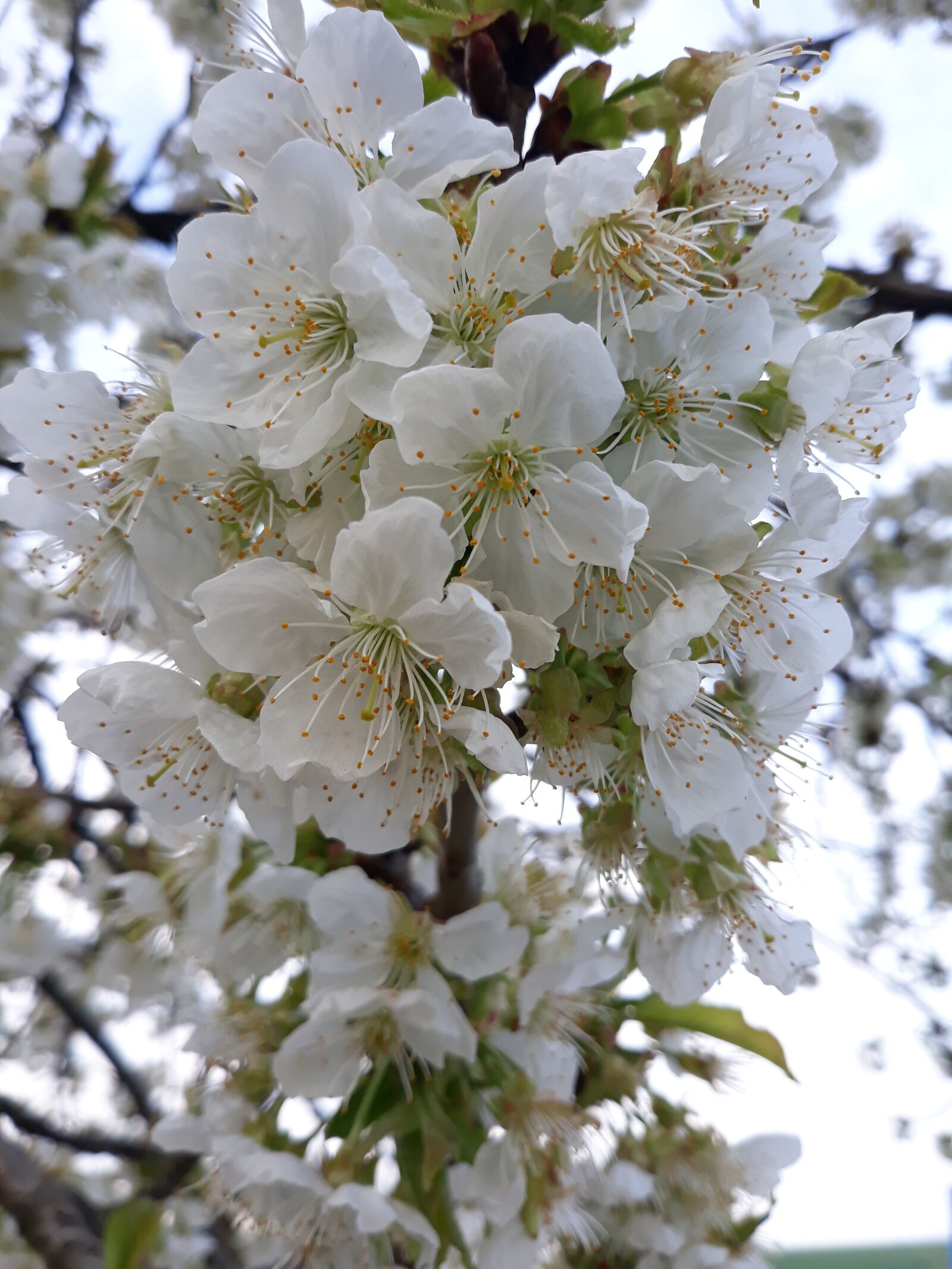 Samsung Galaxy J5 sample photo. Cherry blossom, flower, spring photography