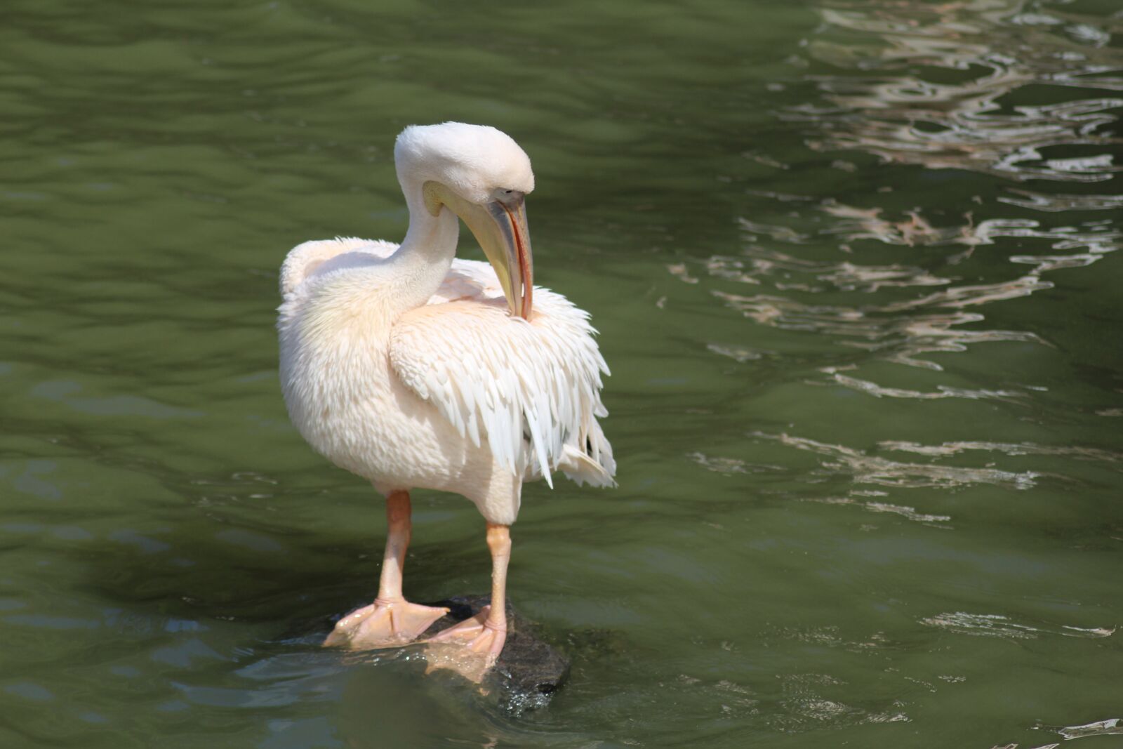 Canon EOS 1200D (EOS Rebel T5 / EOS Kiss X70 / EOS Hi) sample photo. Pelican, bird, zoo deep photography