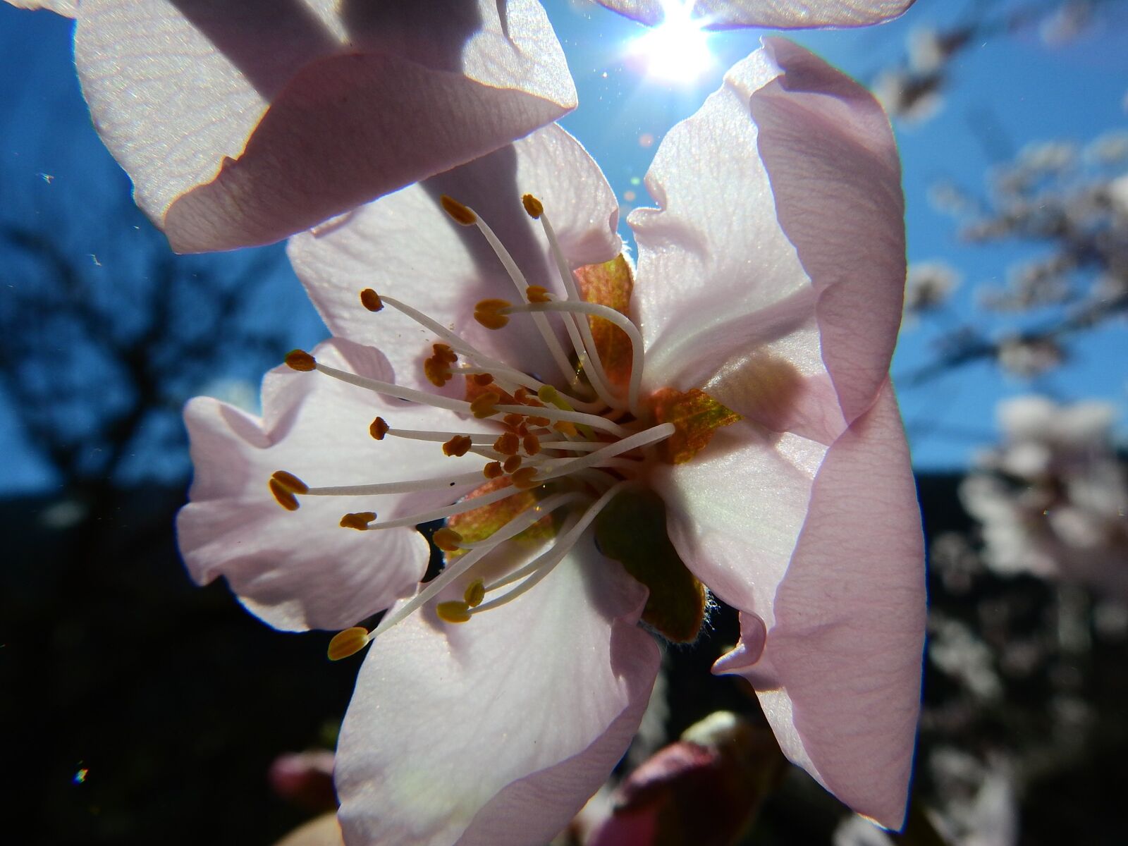 Nikon Coolpix P900 sample photo. Almond blossom, macro, spring photography