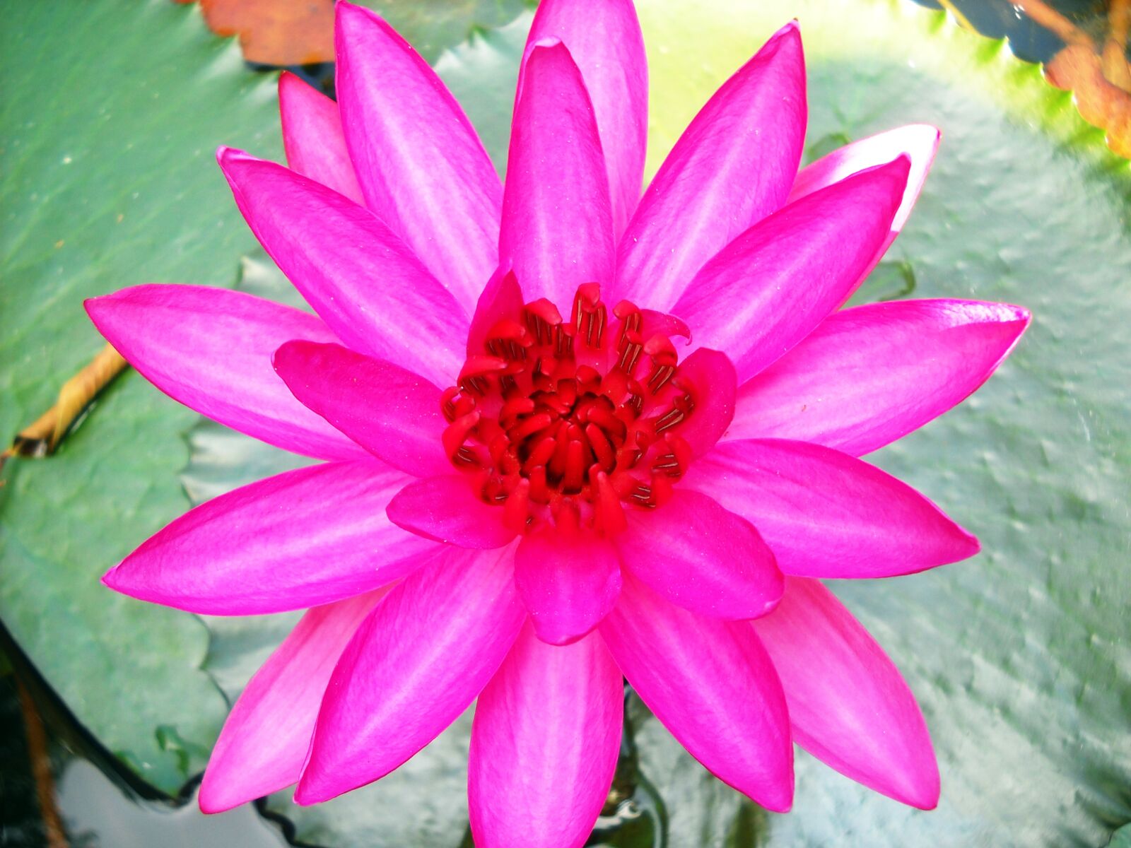 Nikon Coolpix L19 sample photo. Lily, flower, petal photography