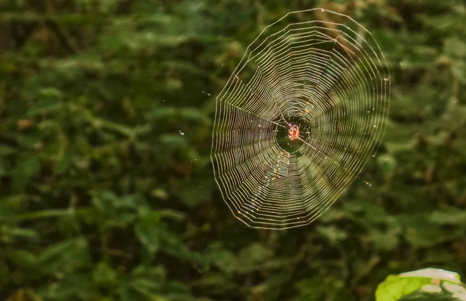 Sony Cyber-shot DSC-RX100 sample photo. Spider, spider web, forest photography