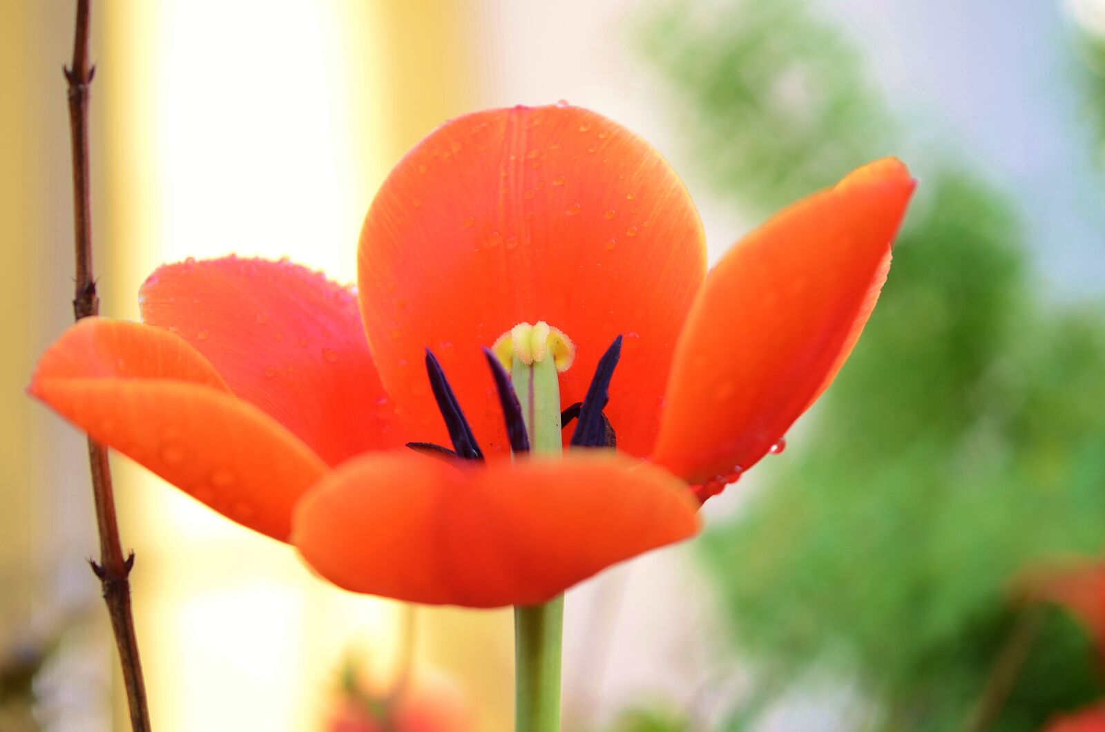 Nikon D7000 sample photo. Tulip, flower, spring photography