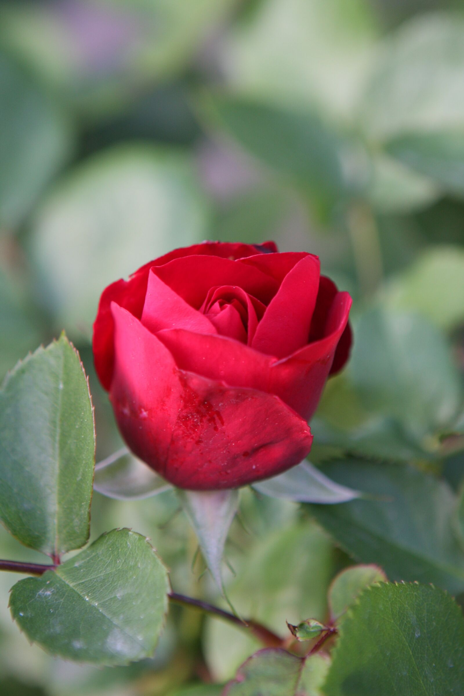 Canon EOS 40D sample photo. Rose, flower, red photography