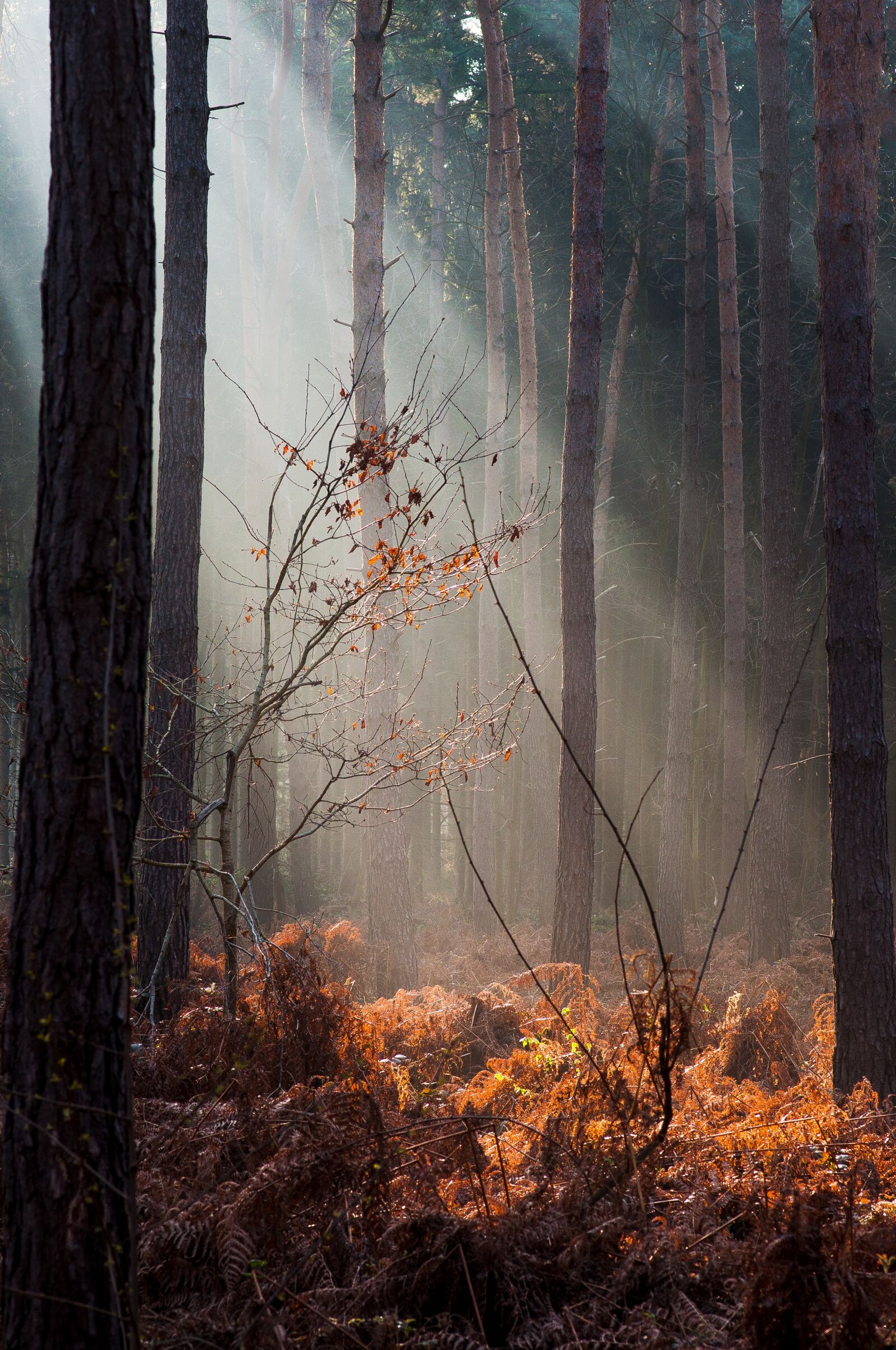 Nikon D90 sample photo. Forest, light, autumn photography