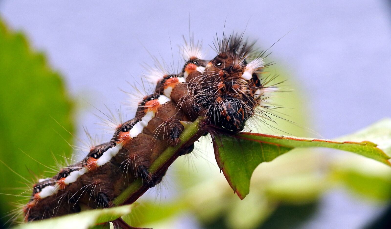 Nikon Coolpix P900 sample photo. Caterpillar, macro, butterfly photography