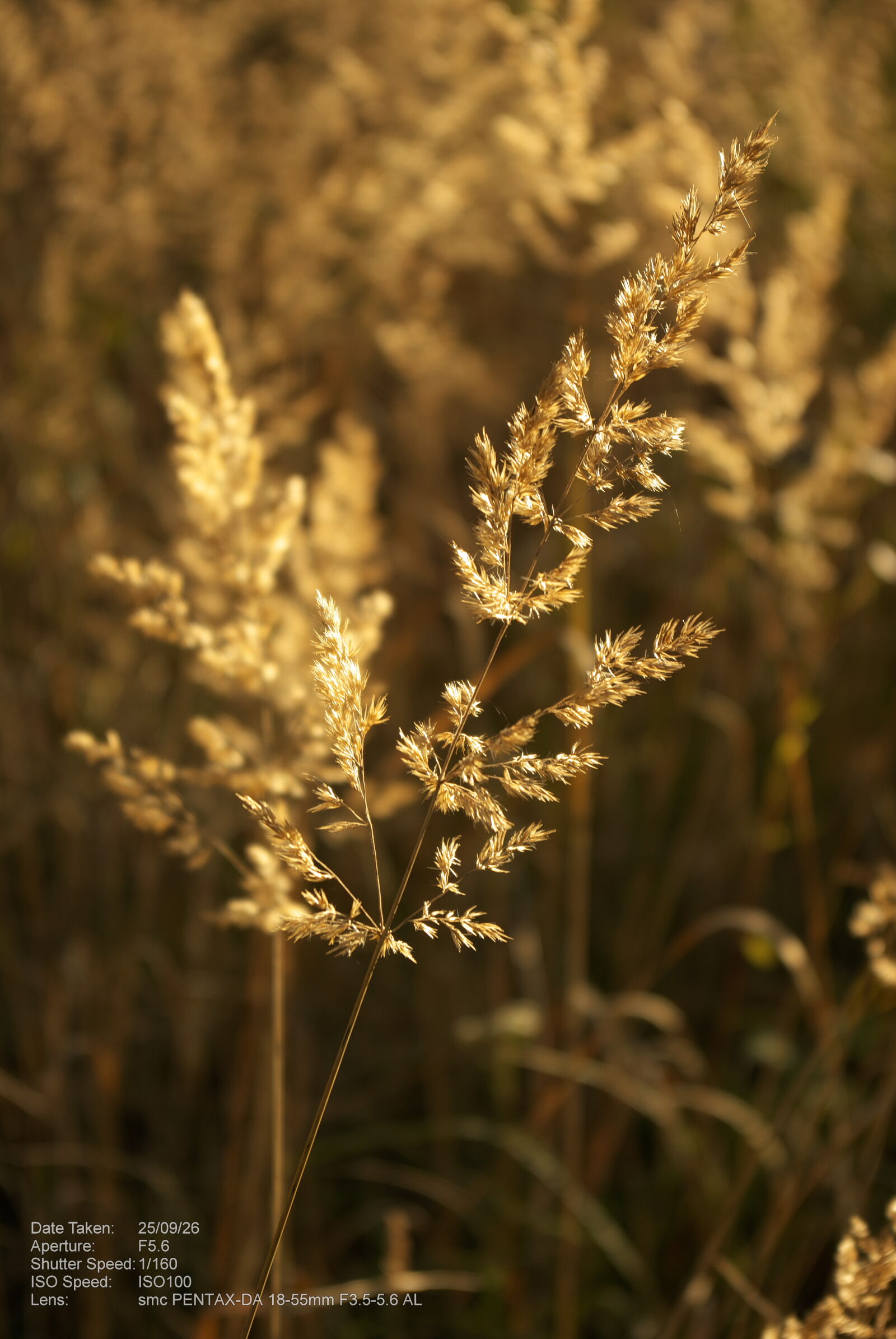 Pentax K200D sample photo