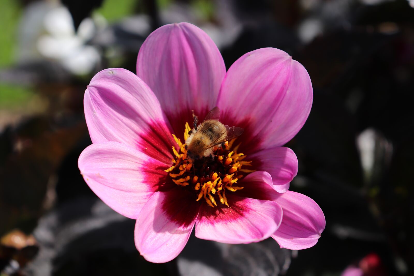 Canon EOS 800D (EOS Rebel T7i / EOS Kiss X9i) sample photo. Dahlias, flowers, plants photography