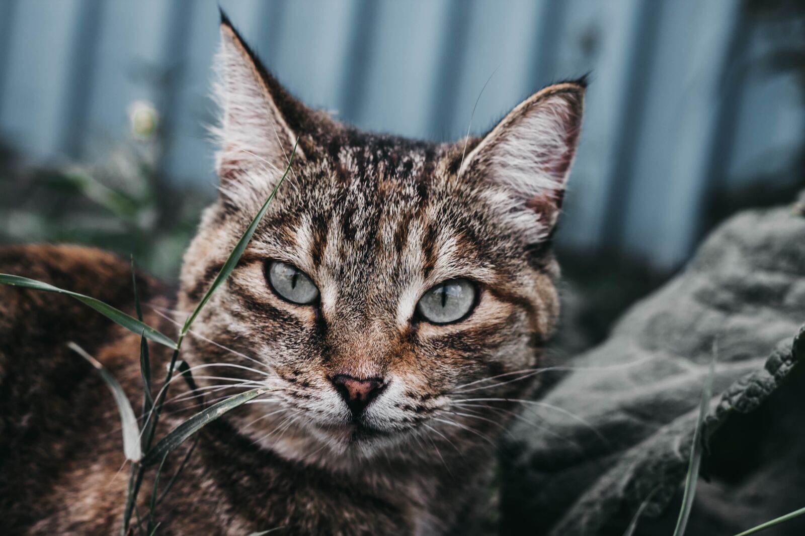 Canon EOS 1100D (EOS Rebel T3 / EOS Kiss X50) + Canon EF 50mm F1.8 II sample photo. Cat, animal, portrait photography
