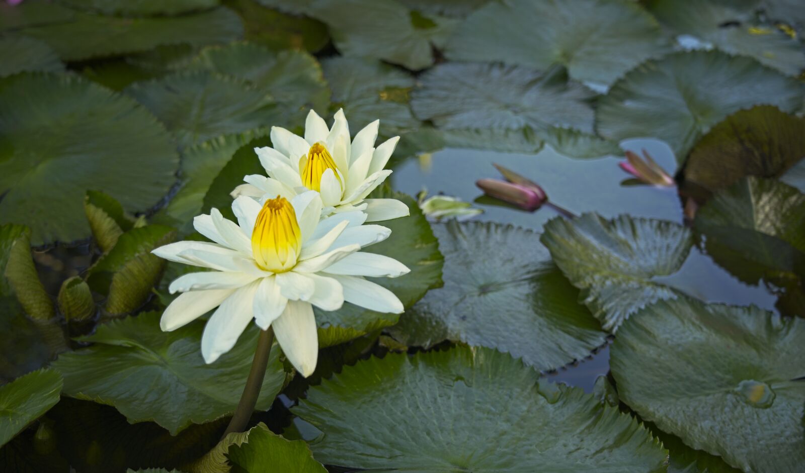 Sony FE 24-105mm F4 G OSS sample photo. Water lilies, aquatic flora photography