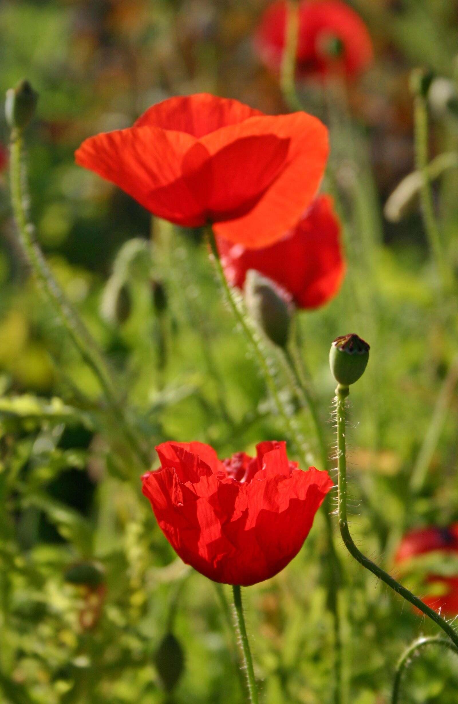Canon EOS 300D (EOS Digital Rebel / EOS Kiss Digital) sample photo. Poppy flower, poppy, blossom photography