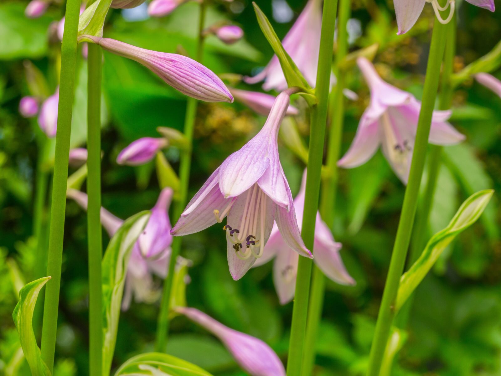 Panasonic DMC-G81 sample photo. Flowers, garden, nature photography