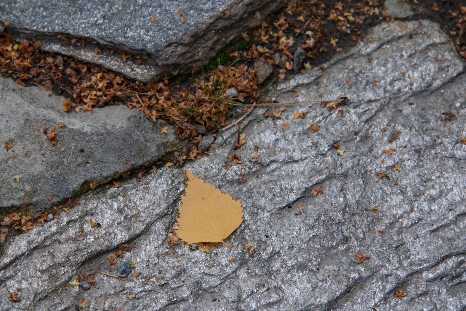 Canon EF-S 18-135mm F3.5-5.6 IS sample photo. Leaf, stones, autumn photography