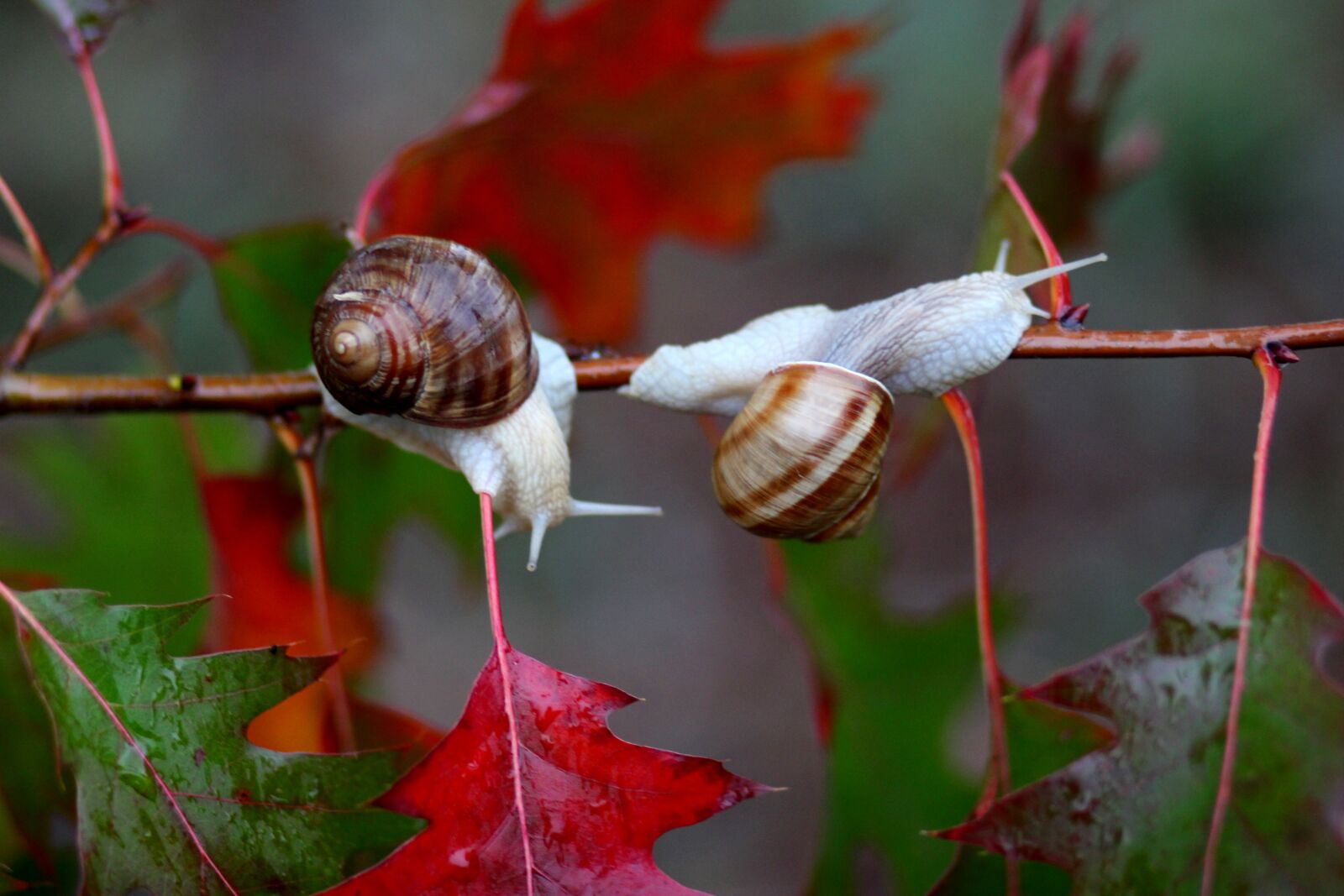 Canon EOS 700D (EOS Rebel T5i / EOS Kiss X7i) + Canon EF 85mm F1.8 USM sample photo. Snails, leaves, red photography