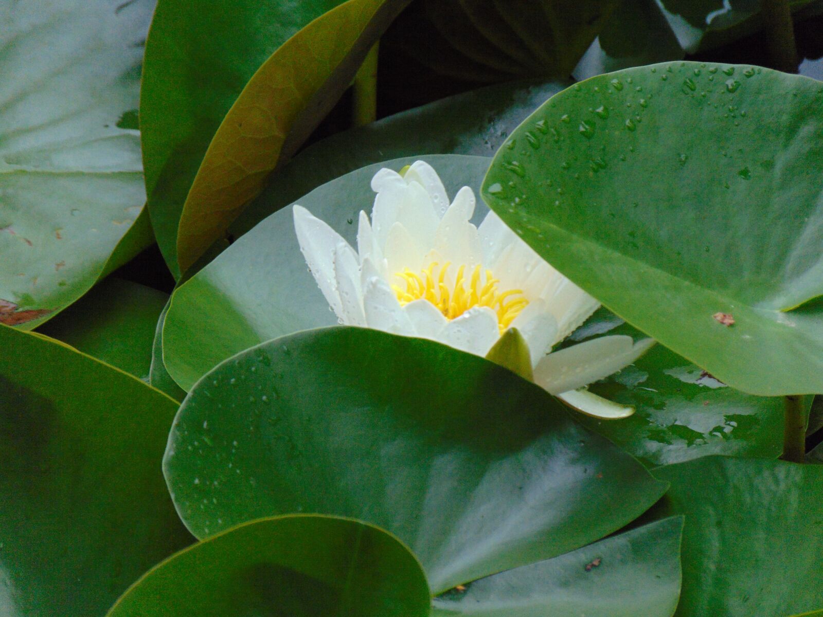 Sony Cyber-shot DSC-H300 sample photo. Water lily, flower, plant photography
