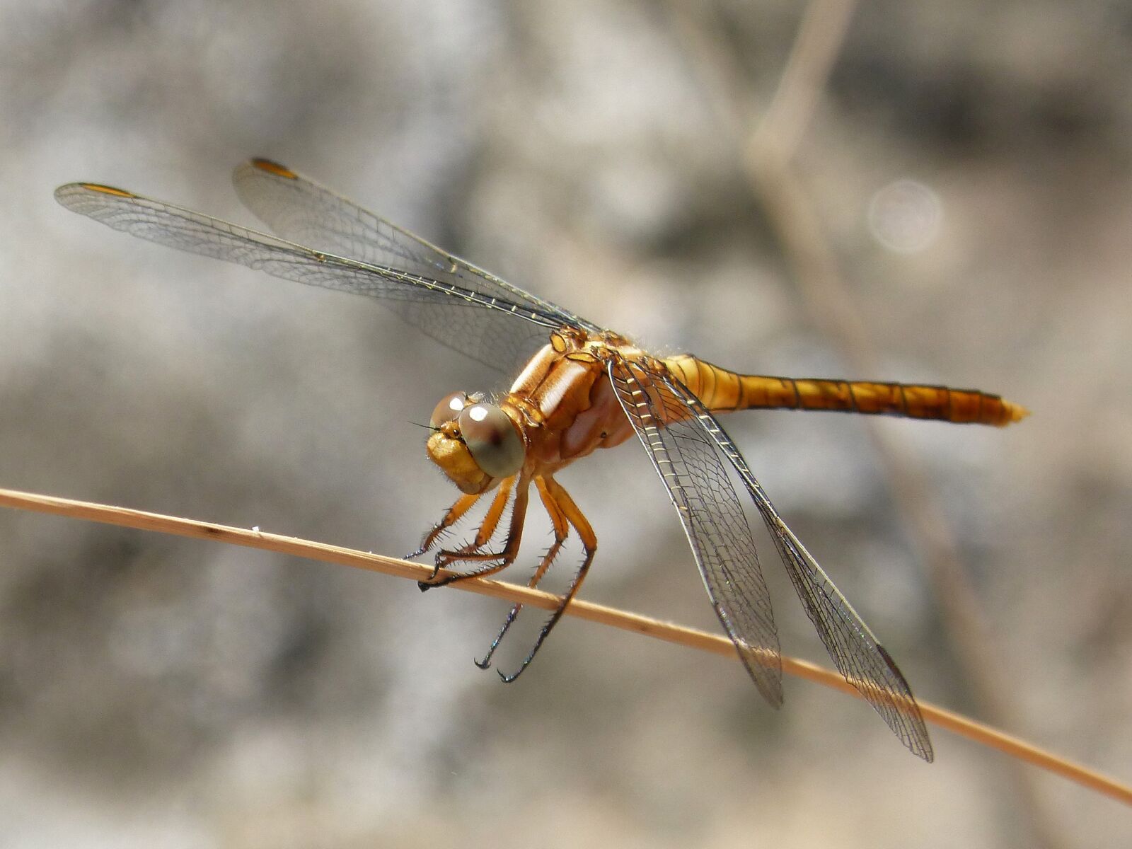 Panasonic DMC-FZ62 sample photo. Golden dragonfly, detail, stem photography