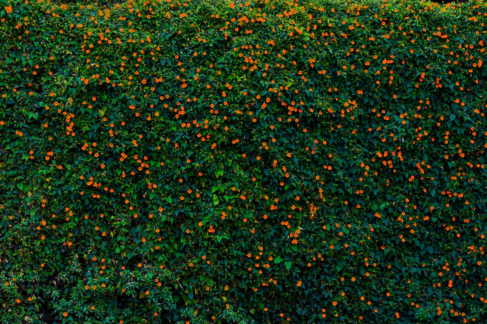 Nikon D3400 sample photo. Texture, nature, green photography