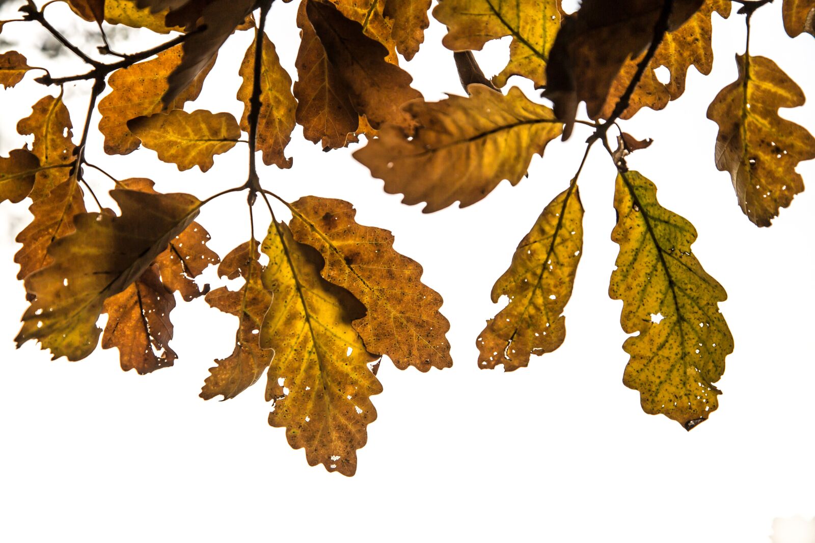 Canon EF 24-105mm F4L IS USM sample photo. Leaf, oak, tree photography