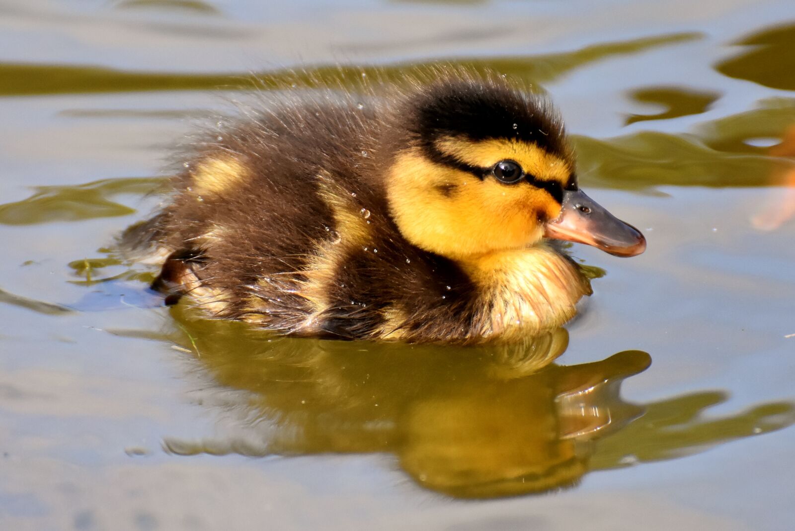 Nikon D7200 sample photo. Mallard, ducklings, duck photography