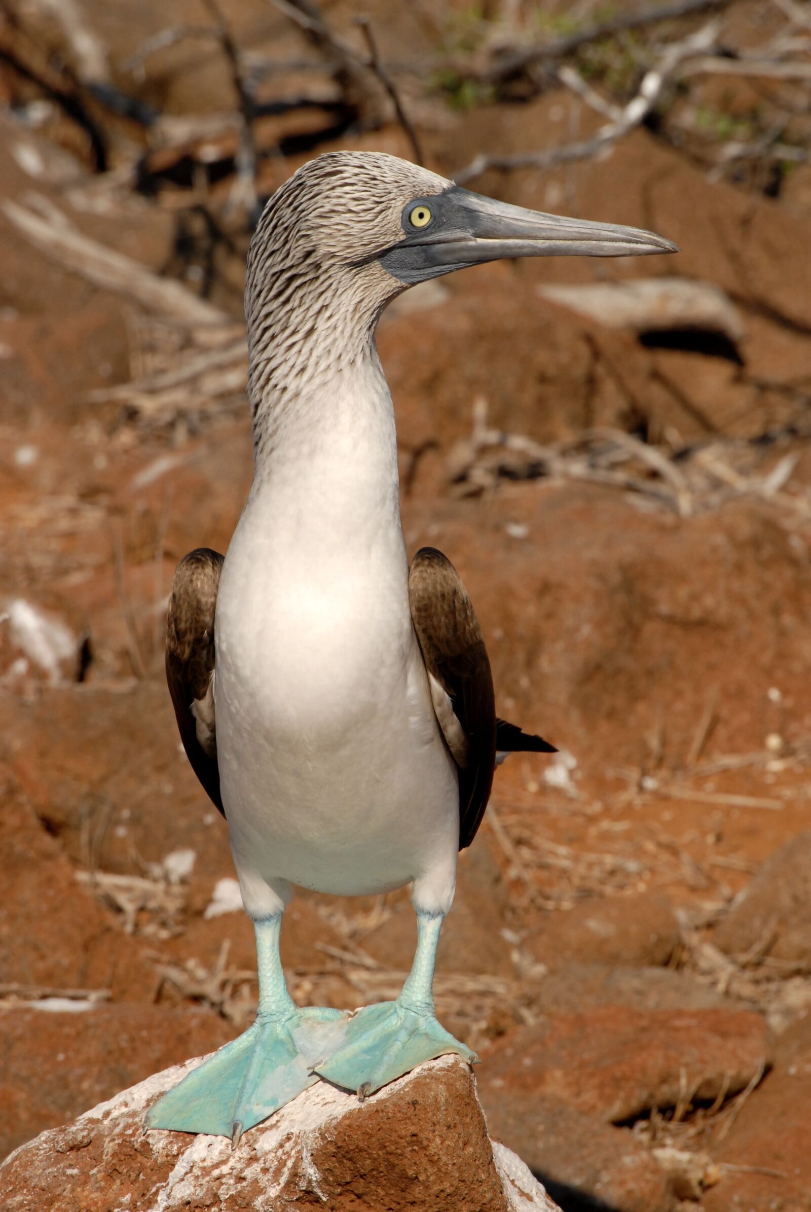 Nikon D200 sample photo. Booby, galapagos, blue-footed photography