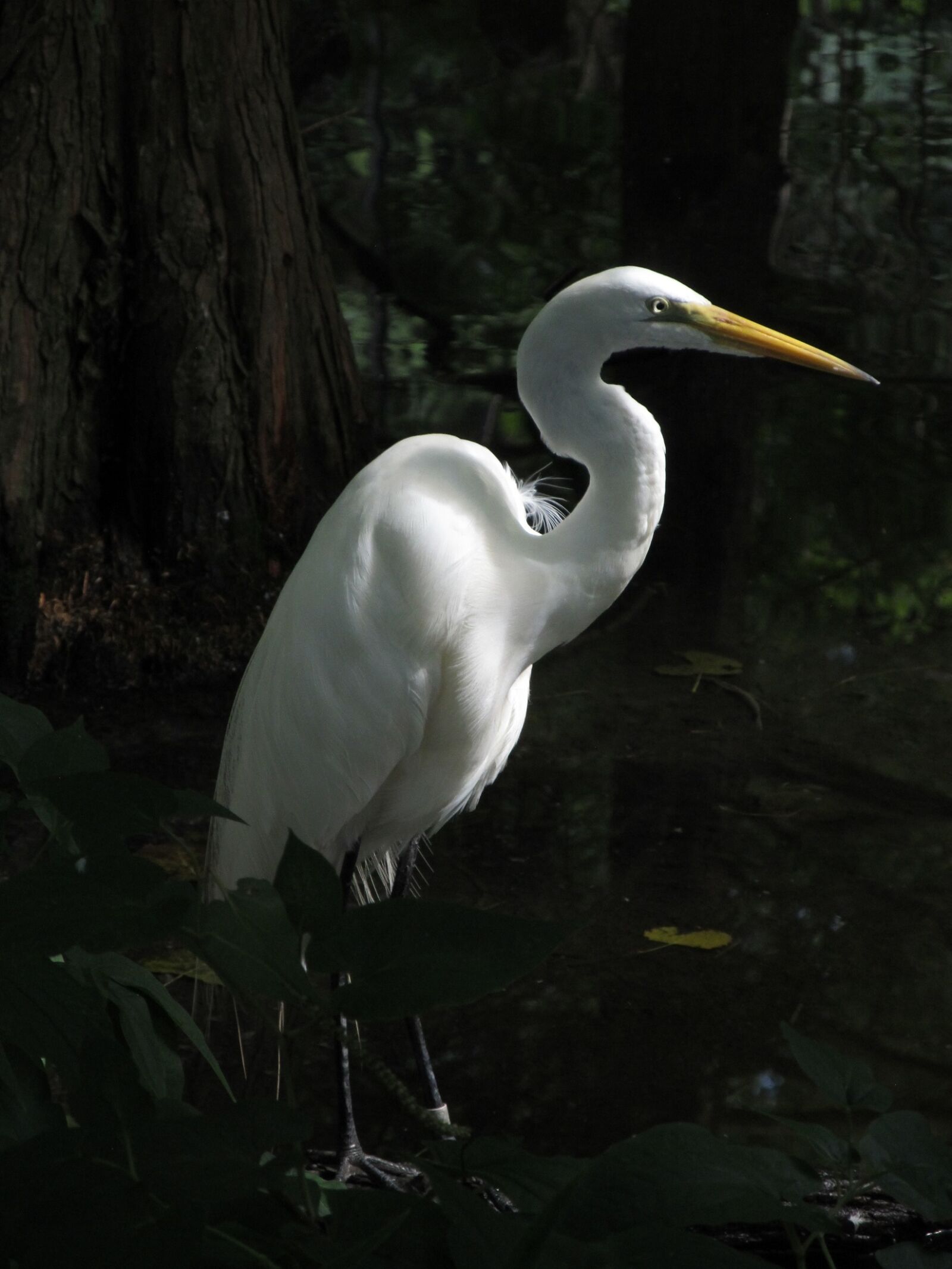 Canon PowerShot SX130 IS sample photo. Great egret, waterfowl, bird photography