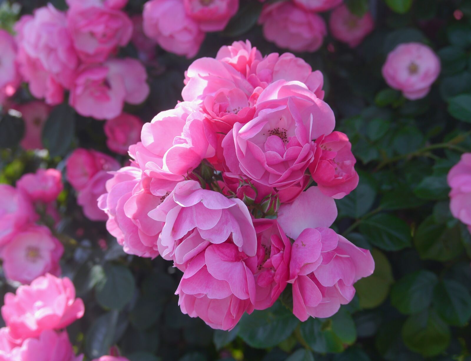 Panasonic Lumix DMC-GX1 sample photo. Verny park, rose, pink photography