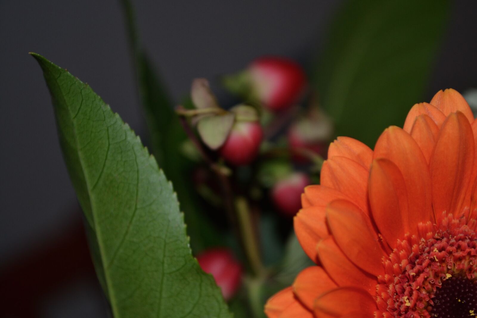 Nikon D3100 sample photo. Flower, green, leaf, night photography