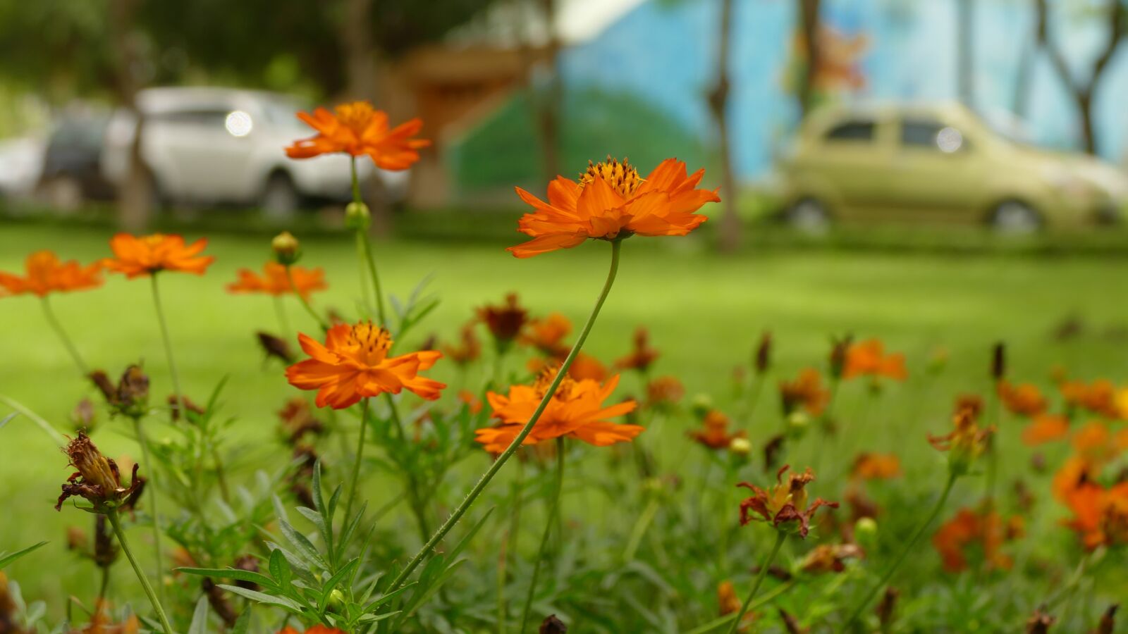 Panasonic Lumix DMC-FZ1000 sample photo. Daisy, flower, vi t photography