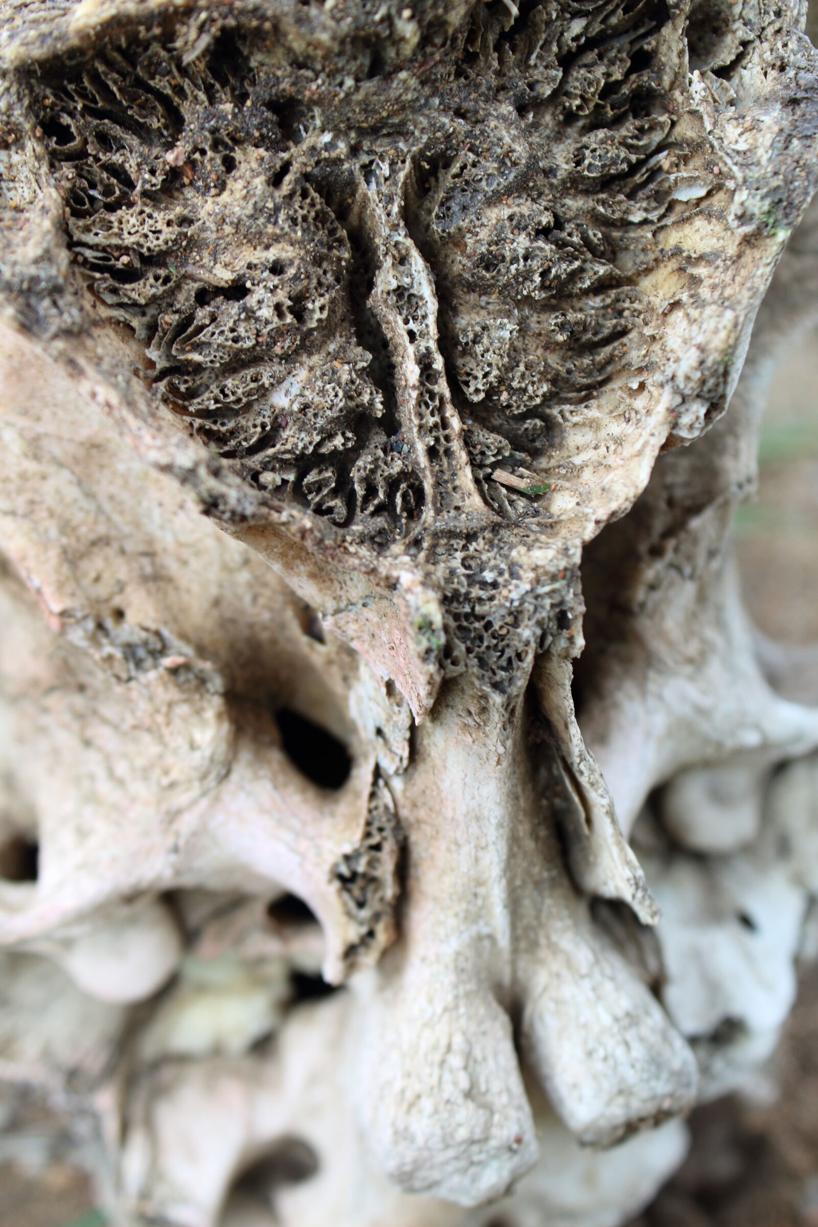 Canon EOS 1300D (EOS Rebel T6 / EOS Kiss X80) sample photo. Animal, bone, bone, bones photography