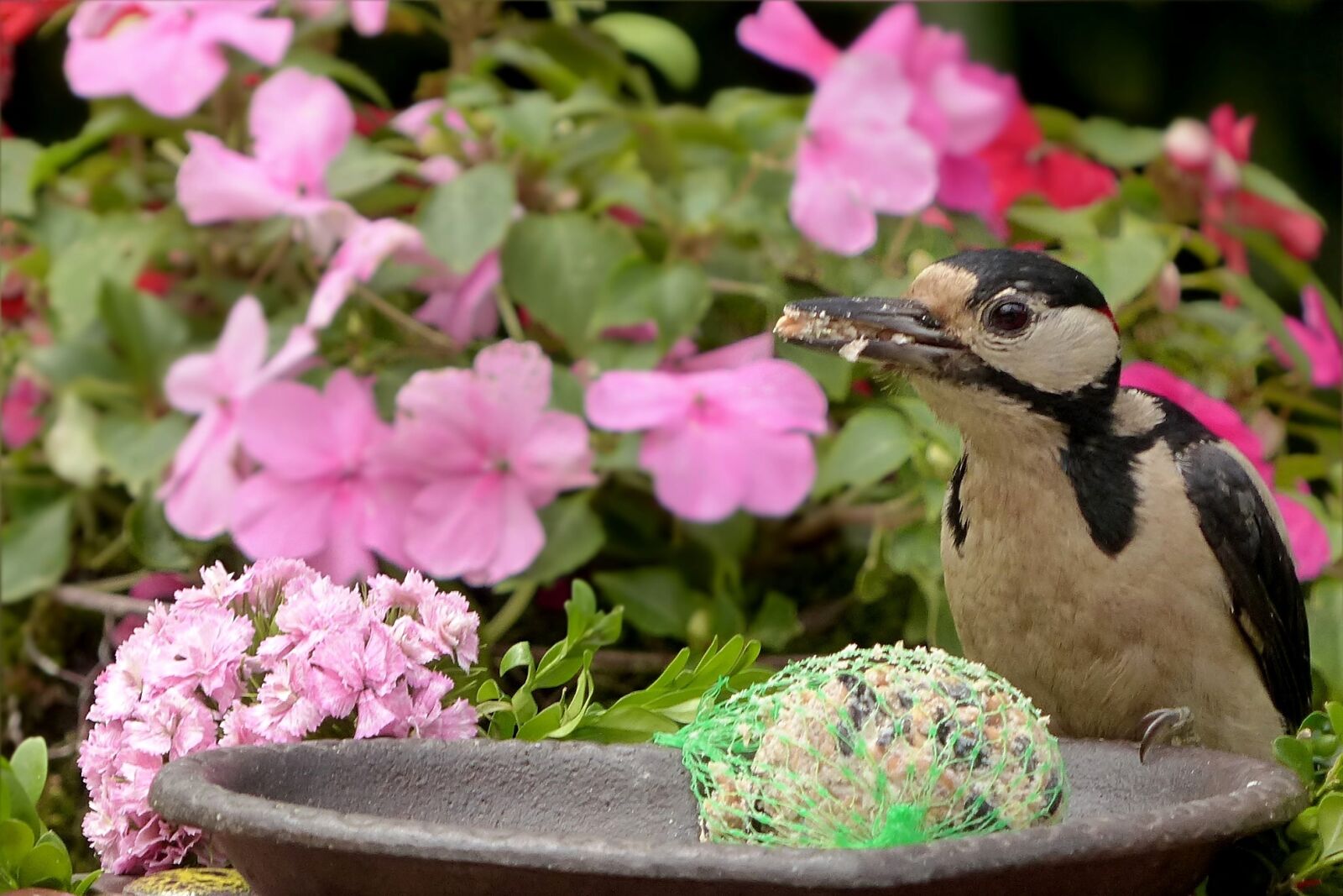 Panasonic Lumix DMC-FZ200 sample photo. Bird, great spotted woodpecker photography